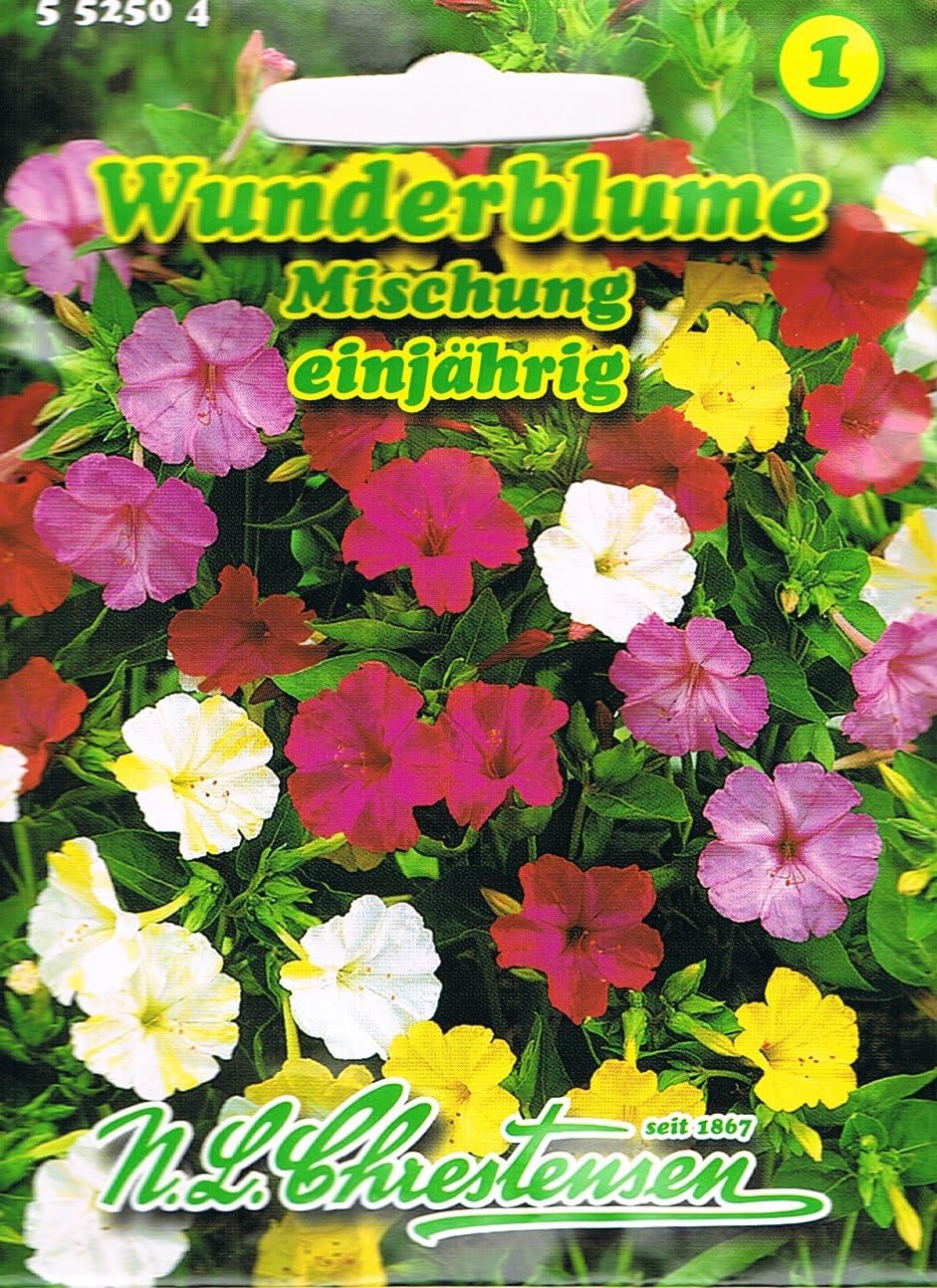 Wunderblume Mischung, einjährig,stark duftend, Rabattenpflanze