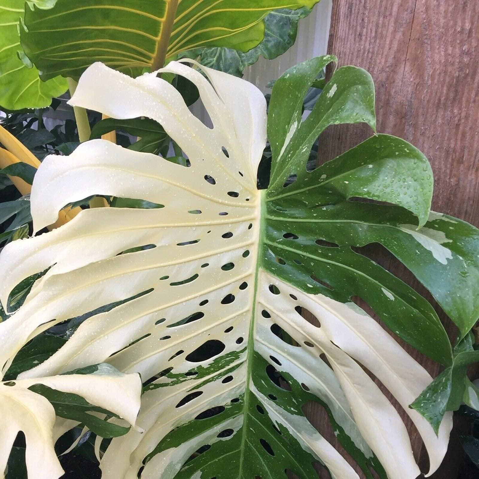 30 Stck Monstera Deliciosa Samen, Blumen Samen fr Garten und Balkon,Ideale  Garten Pflanzen, Balkon Pflanzen & Kbelpflanzen, 30Pcs Monstera Deliciosa  Seeds : Amazon.de: Garten