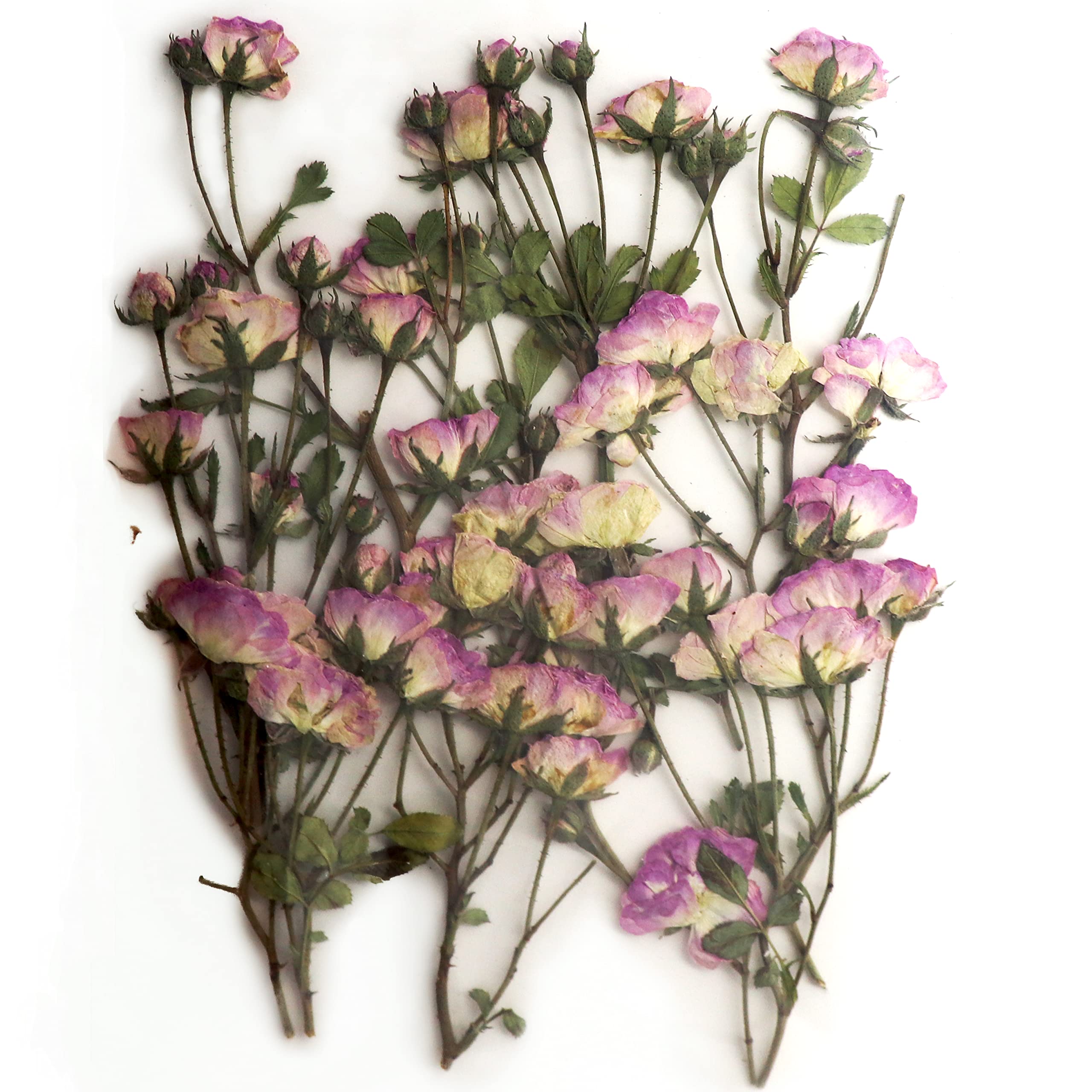 YellowCult Natural Real Dried & Pressed Four Seasons Rose Flowers for Art Craft - Multicolor for Soap, Candle, Scrapbooking, DIY, Resin Jewelry, Pendant - 4 Seasons Rose [Luxury Blush Pink & White]