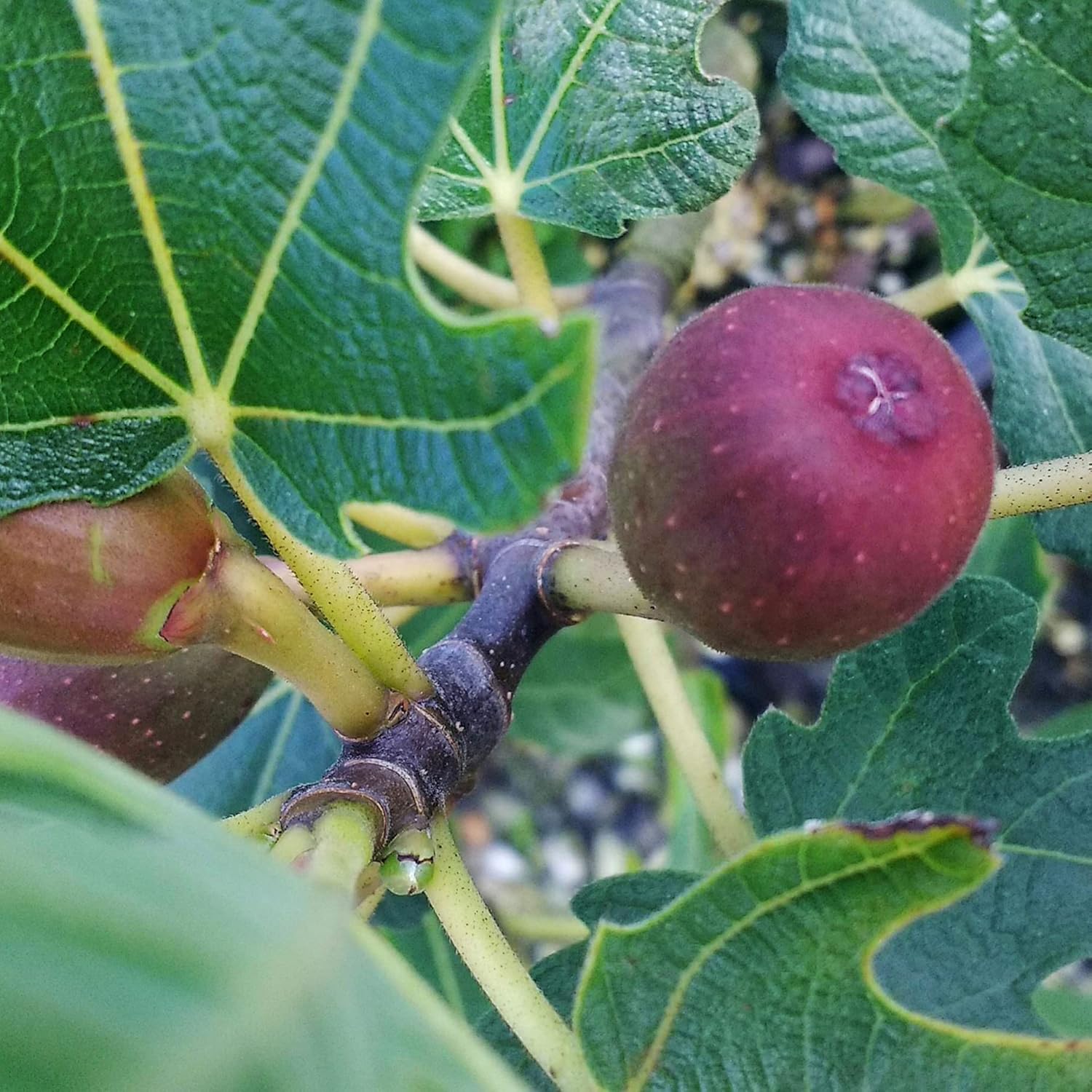Brown Turkey Fig Tree in 1-Gallon Black Container
