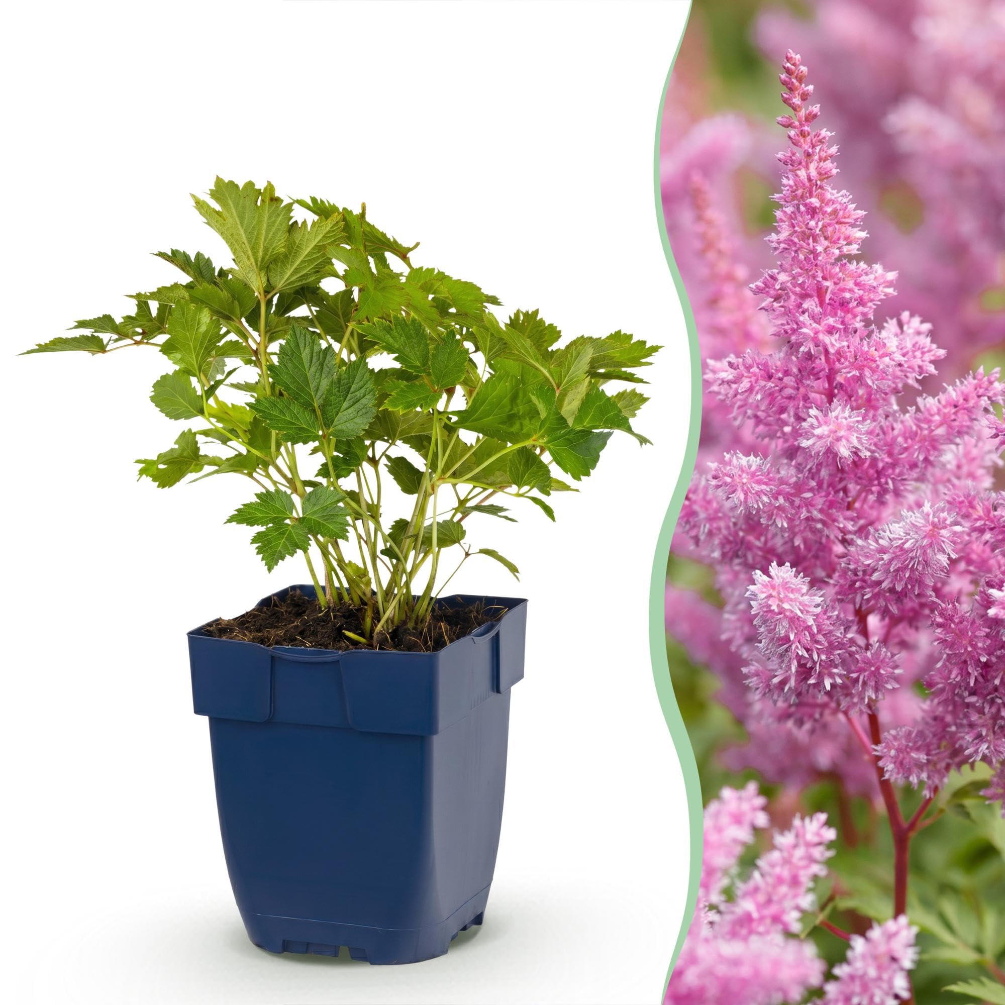 Piante Perenni Astilbe Pumila, da Ombra, Viola, Set di 3, Vaso 11cm