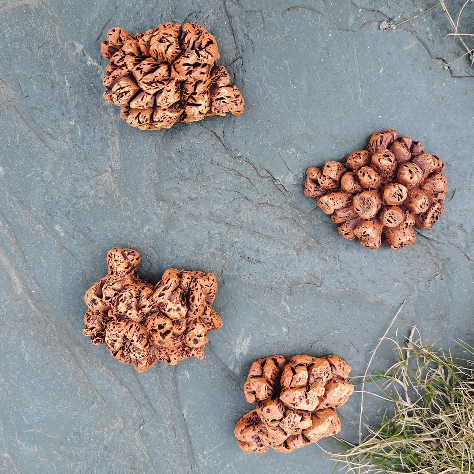 Amazon.co.jp: 2 恐竜の糞の化石 - 恐竜のうんち標本の化石,希少な先史