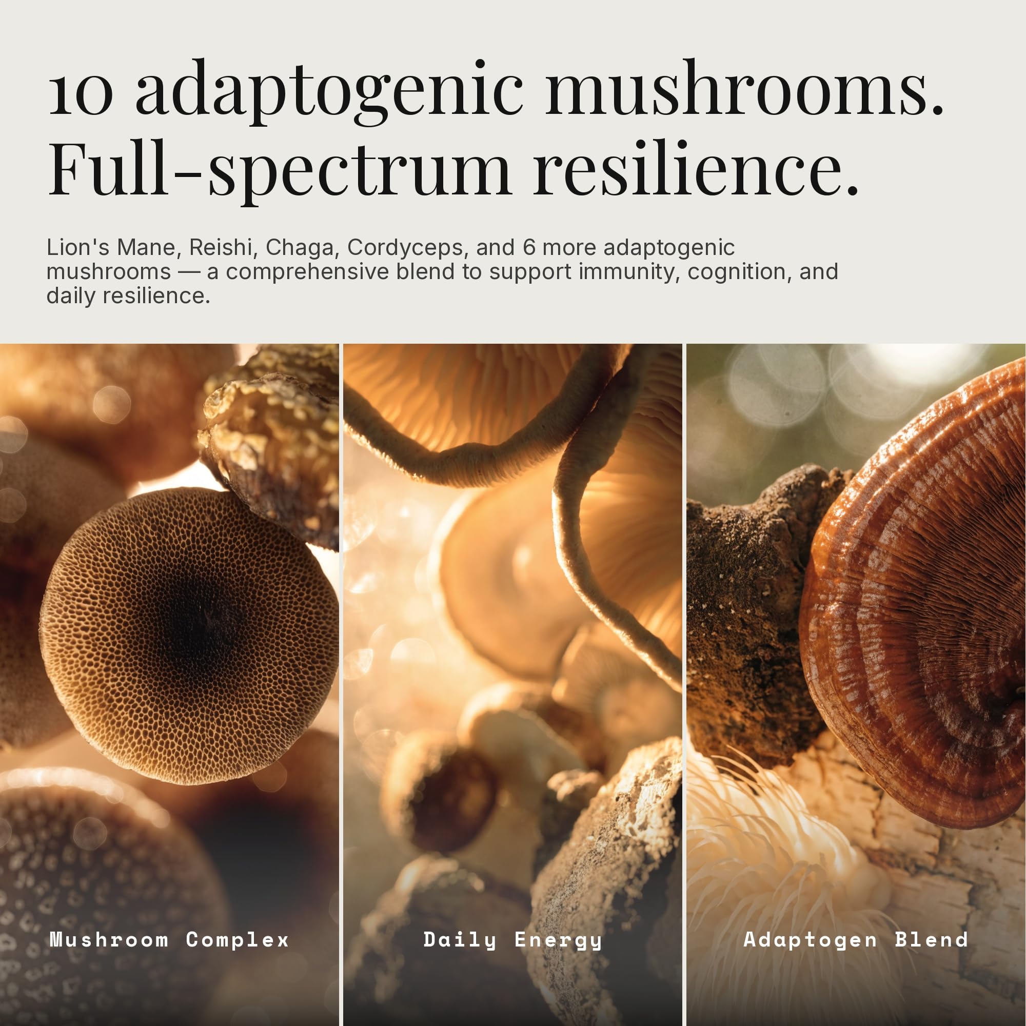 Daily Mushrooms+ Organic Mushroom Powder | 7 Fruiting Body Extracts + Adaptogens | Lion's Mane, Reishi, Cordyceps, Chaga | 60 Servings — Amazon image 2