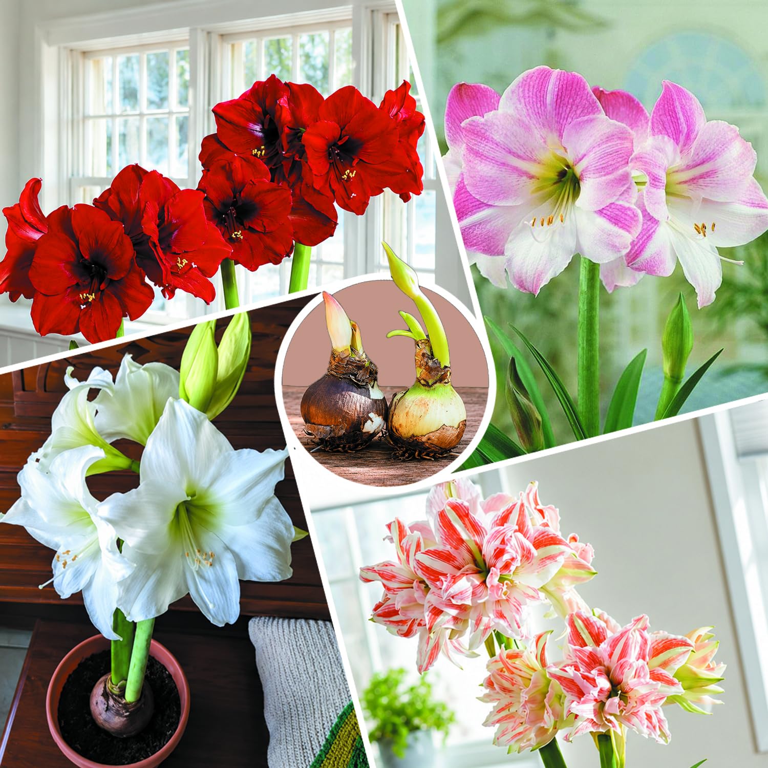 Amaryllis Flower Bulbs for Planting (Pack of 2) Mixed Variety – Assorted Red, White, Pink & Striped Blooms – Large Healthy Flowering Bulbs-image-23