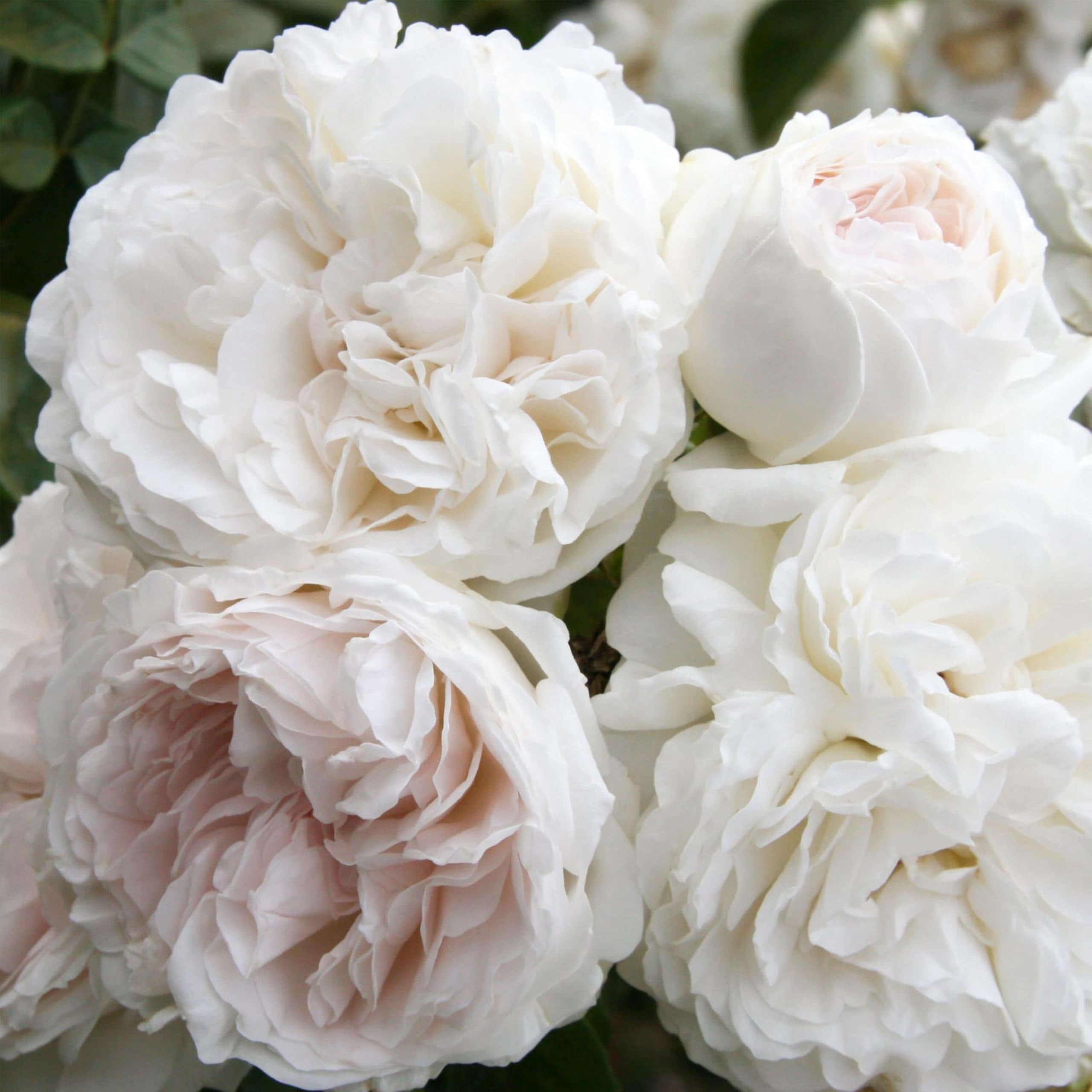 Long John Silver Climbing Rose