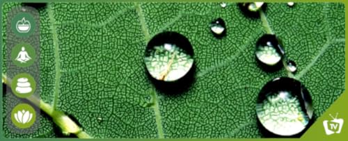 Som da Floresta de Chuva & Natureza: Som Relaxante da Chuva para Dormir e Meditar, Estudo, Sons da F