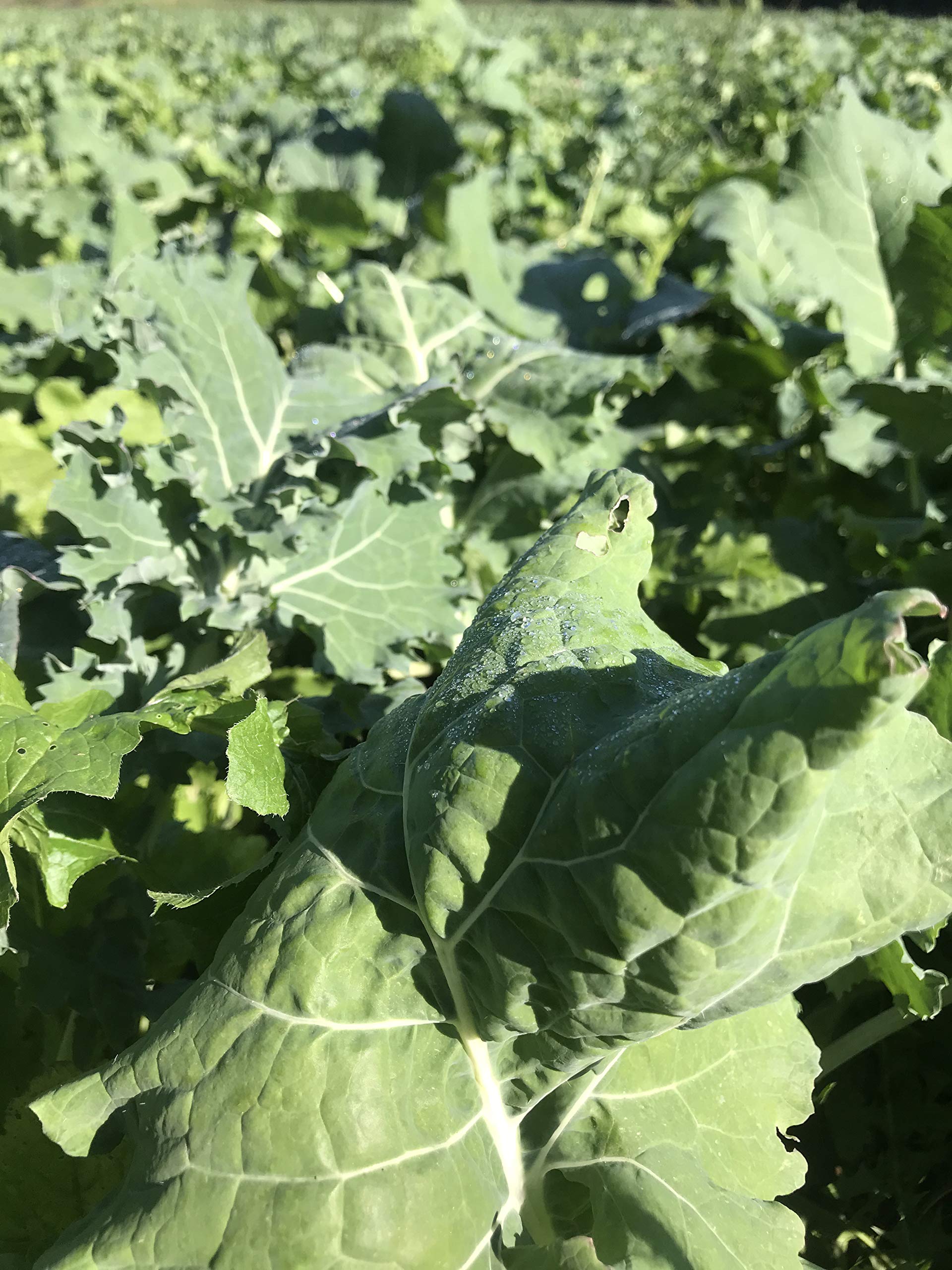 Buy Hale Habitat & Seed Sugar Beet Food Plot Seed, 5 lbs Online at