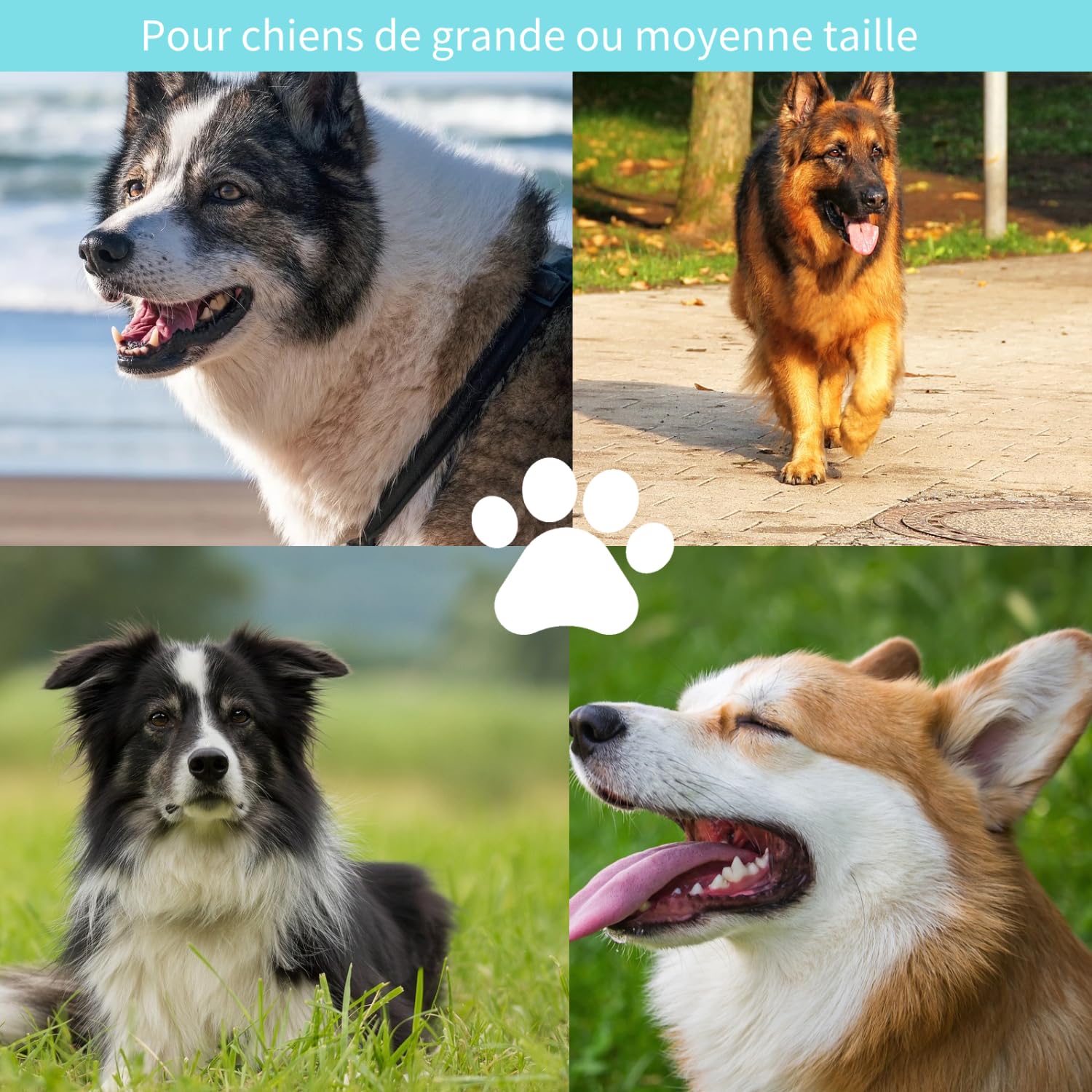 Collier GPS 4G TK919 Pro pour Chien - Traceur Anti-Fugue, Anti-Perte, Étanche - Moniteur d'Activité et Localisateur (Collier Inclus, Carte SIM Requise)