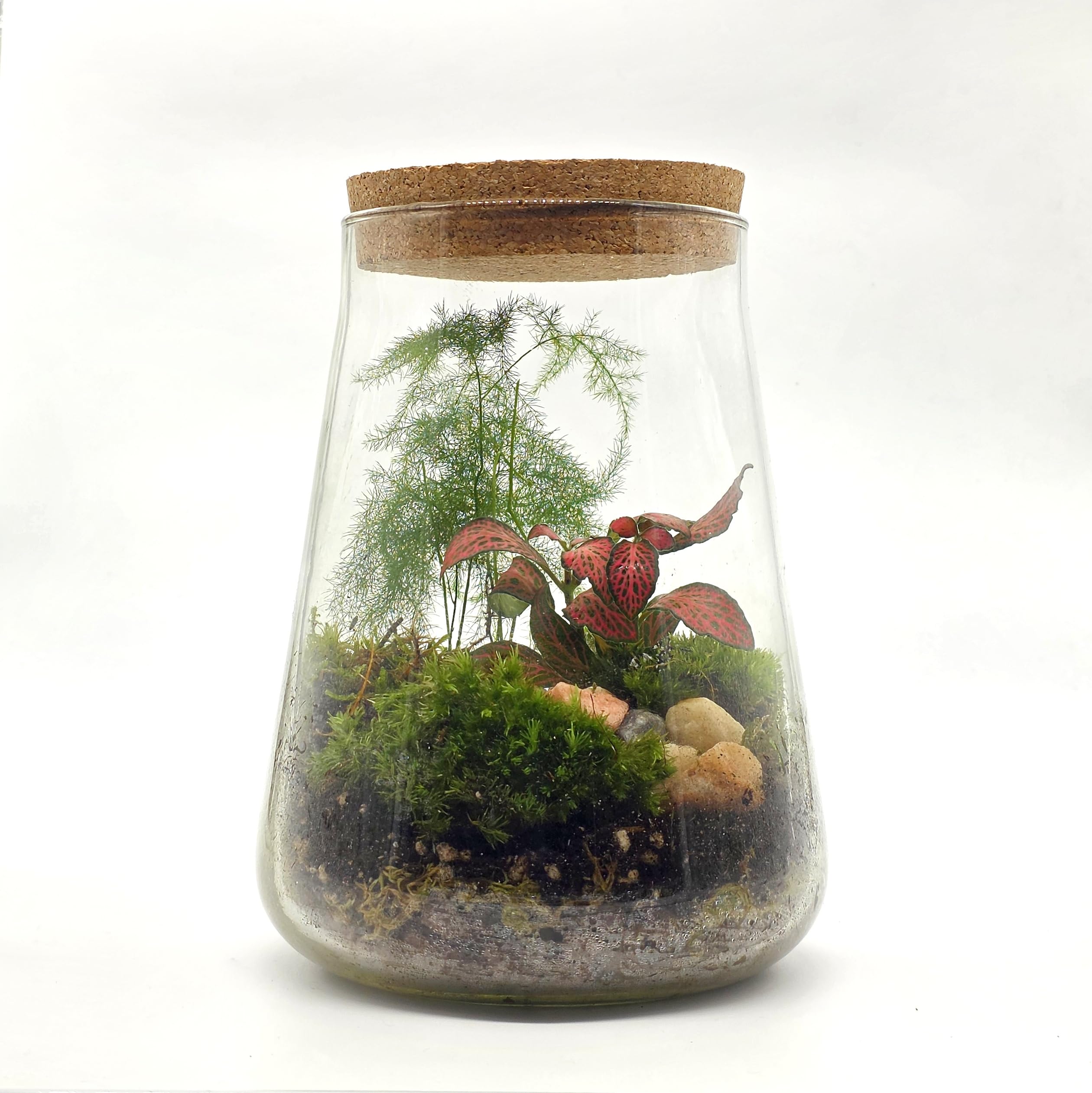 Kit de terrario cerrado con tarro de vidrio de 1,8 L, juego completo de terrario con tapa de corcho, musgo, LECA, tierra y piedras decorativas