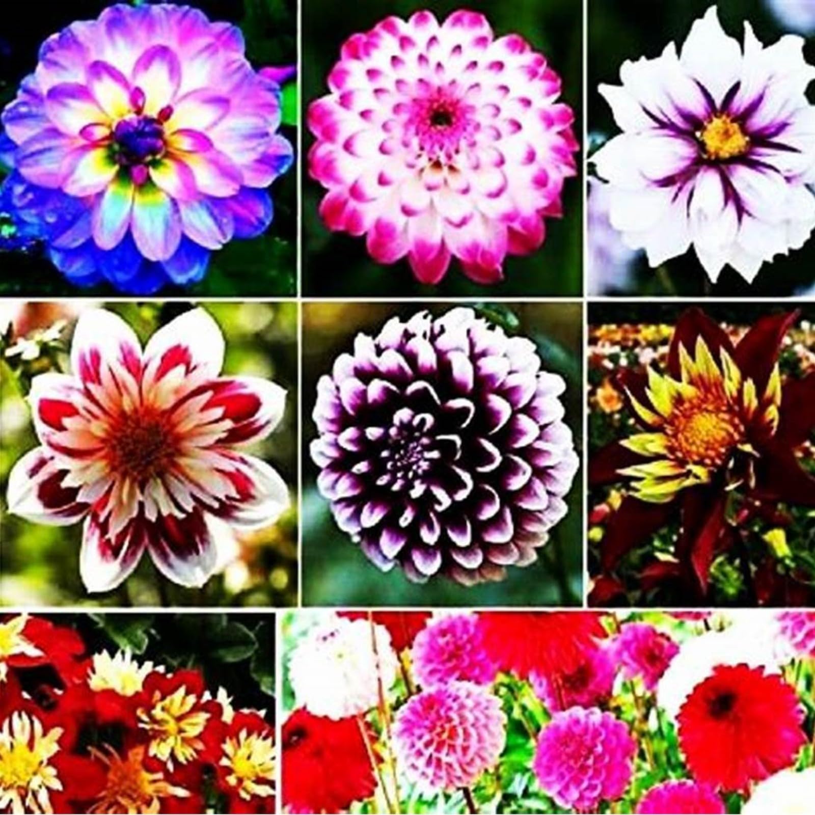 Dahlia Bulbs Mix for Planting Now UK,Hardy Perennial,Wedding Flowers,Strong Plants That Grow Well,Dahlia tubers Bulk,Beauty of Garden,Gift Ready-10bulbs-H