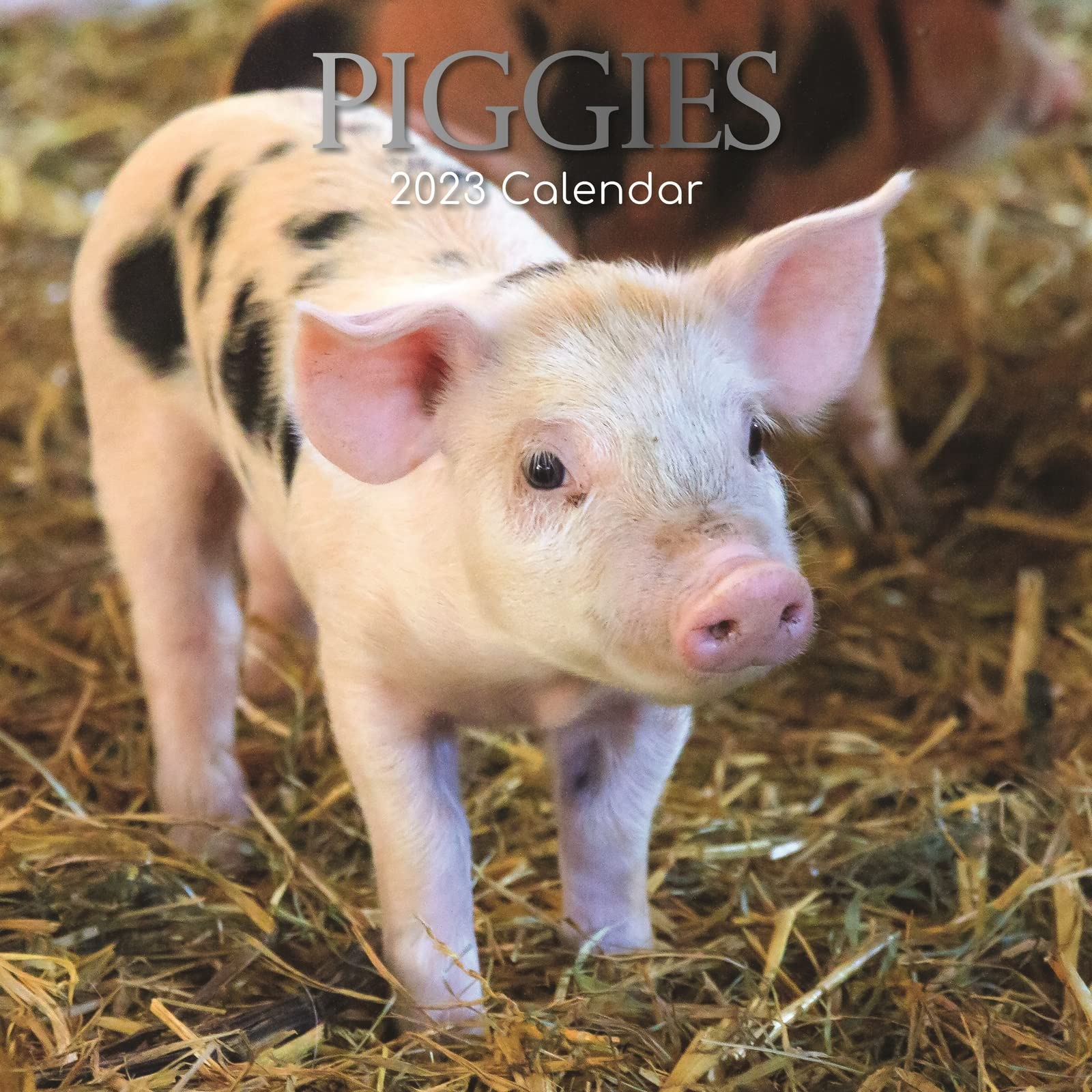 Photo 1 of 2023 Square Wall Calendar, Piggies, 16-Month Animals Theme with 180 Reminder Stickers (12 x 12 In)