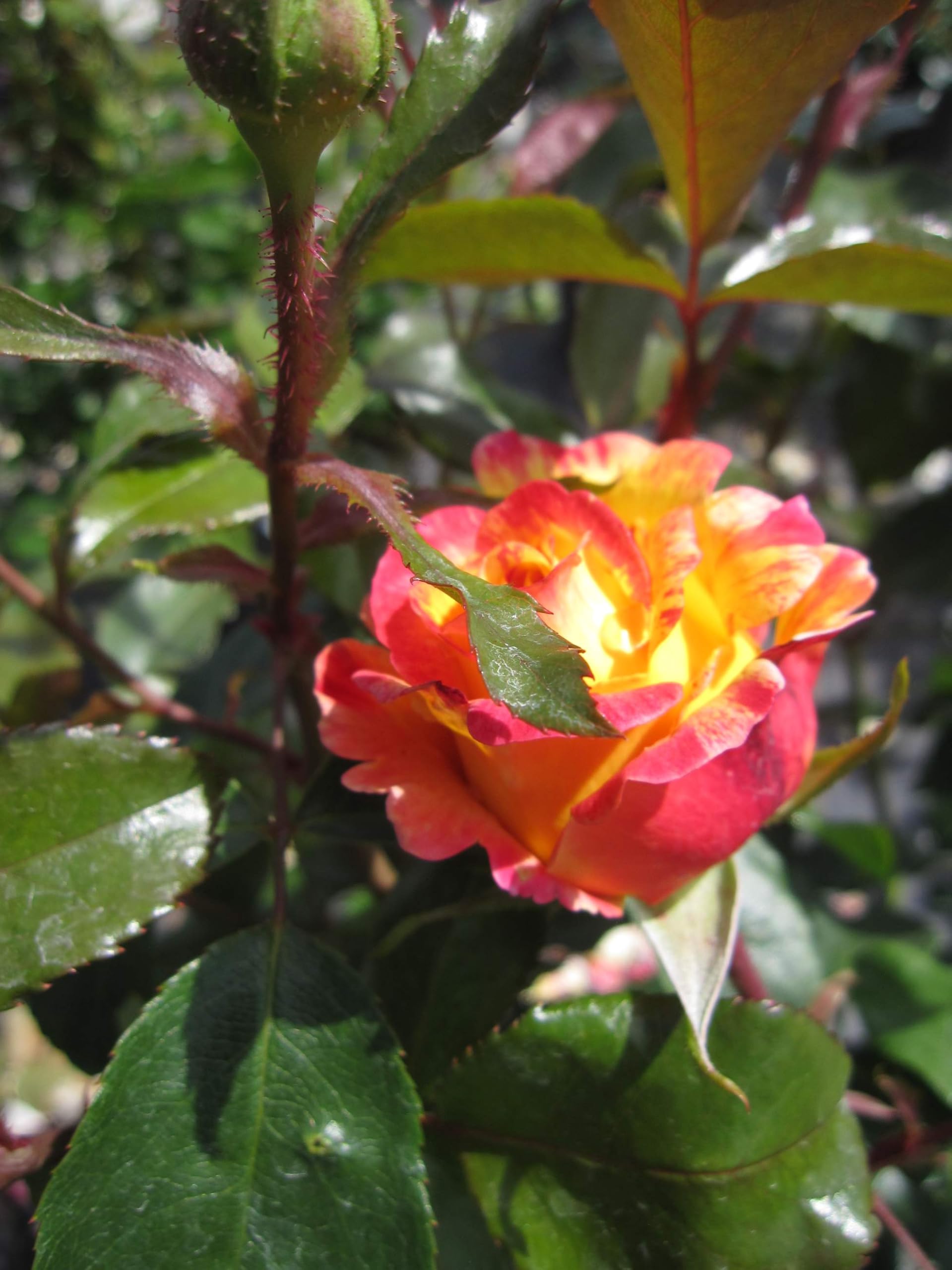 Rosa Camille Pissarro ® - Strauchrose - Malerrose - Floribunda - Delbard Rose