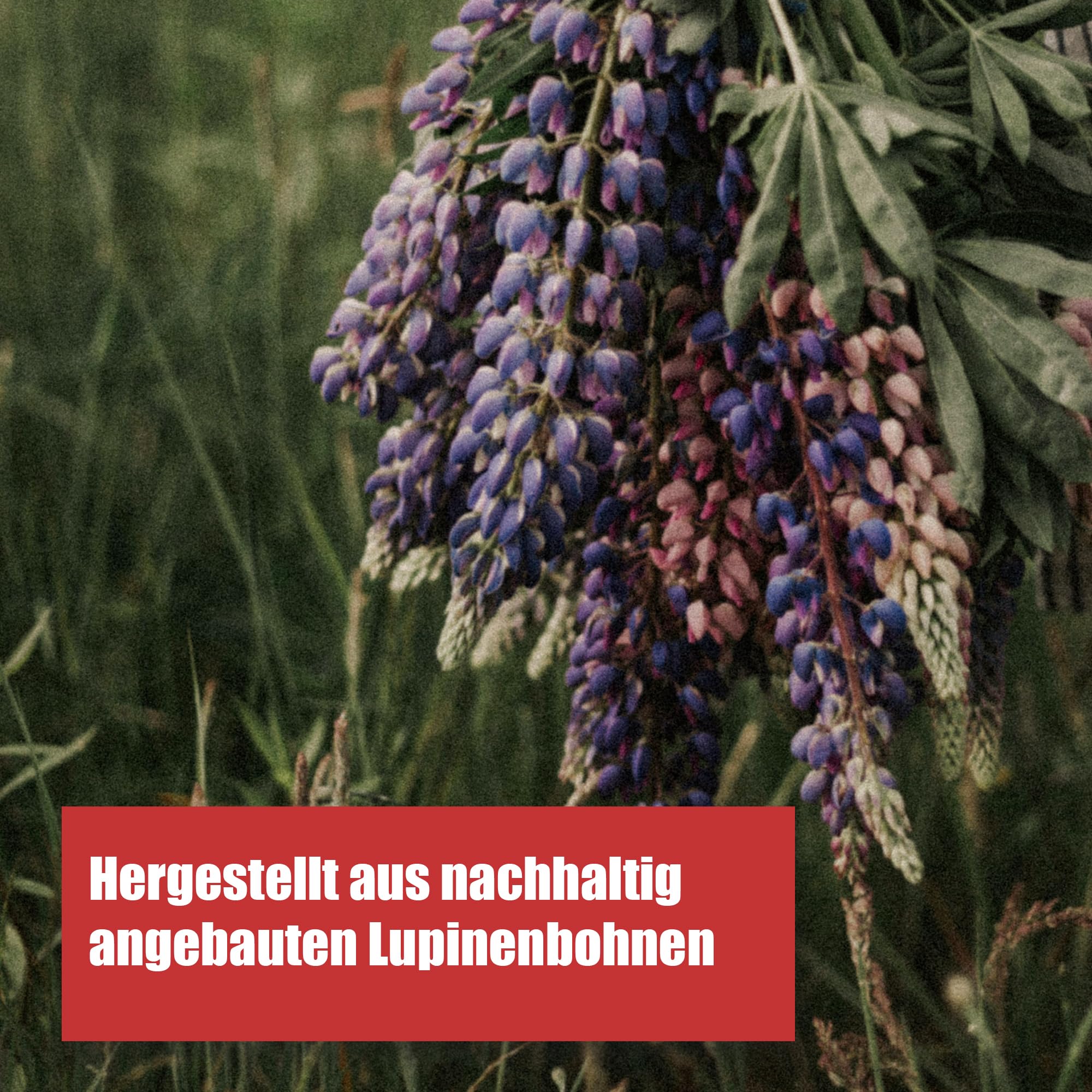 Chikko Not Coffee Lupinenkaffee - 1 x 250g - Bio Geröstete Lupine koffeinfreie Kaffeealternative - Gluten, Nuss und Sojafrei - Frei von Zusatzstoffen und Chemikalien - 100% europäisches Produkt