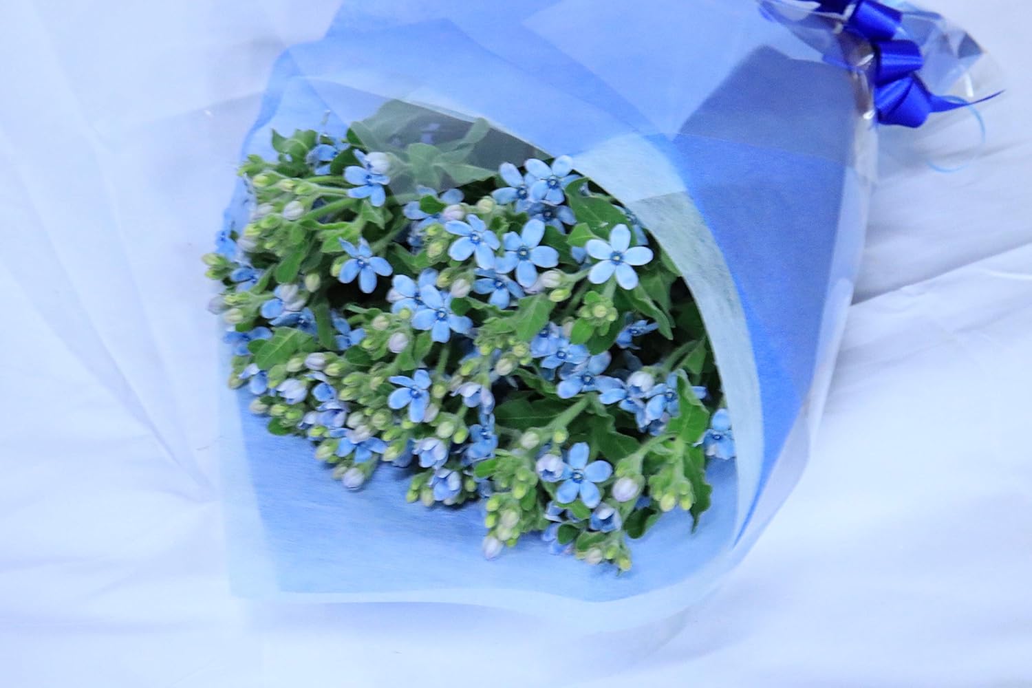 Amazon Puriza 生花花束 ブルースター 本花束 生花 フラワーギフト プレゼント 誕生日 母の日 入学式 父の日 幸福な愛 花束 オンライン通販