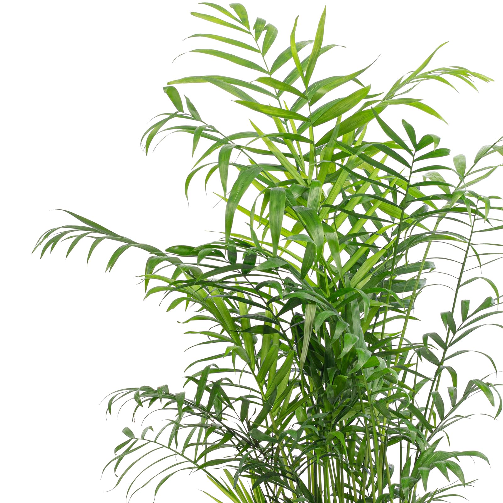 Bergpalme - pflegeleichte Zimmerpflanze, Chamaedorea elegans - Höhe ca. 70 cm, Topf-Ø 17 cm