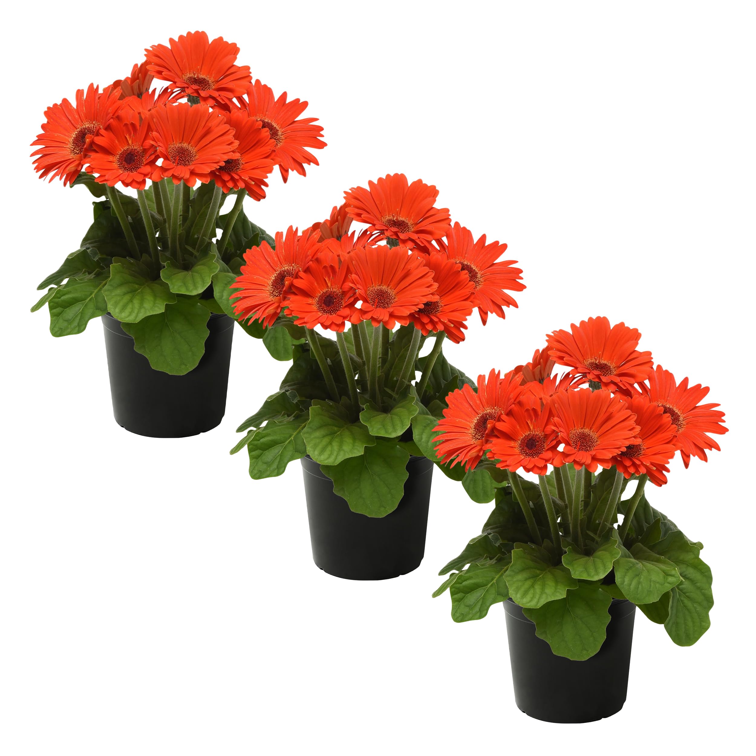 Live Flowering Gerbera Daisies Orange 3 Pack