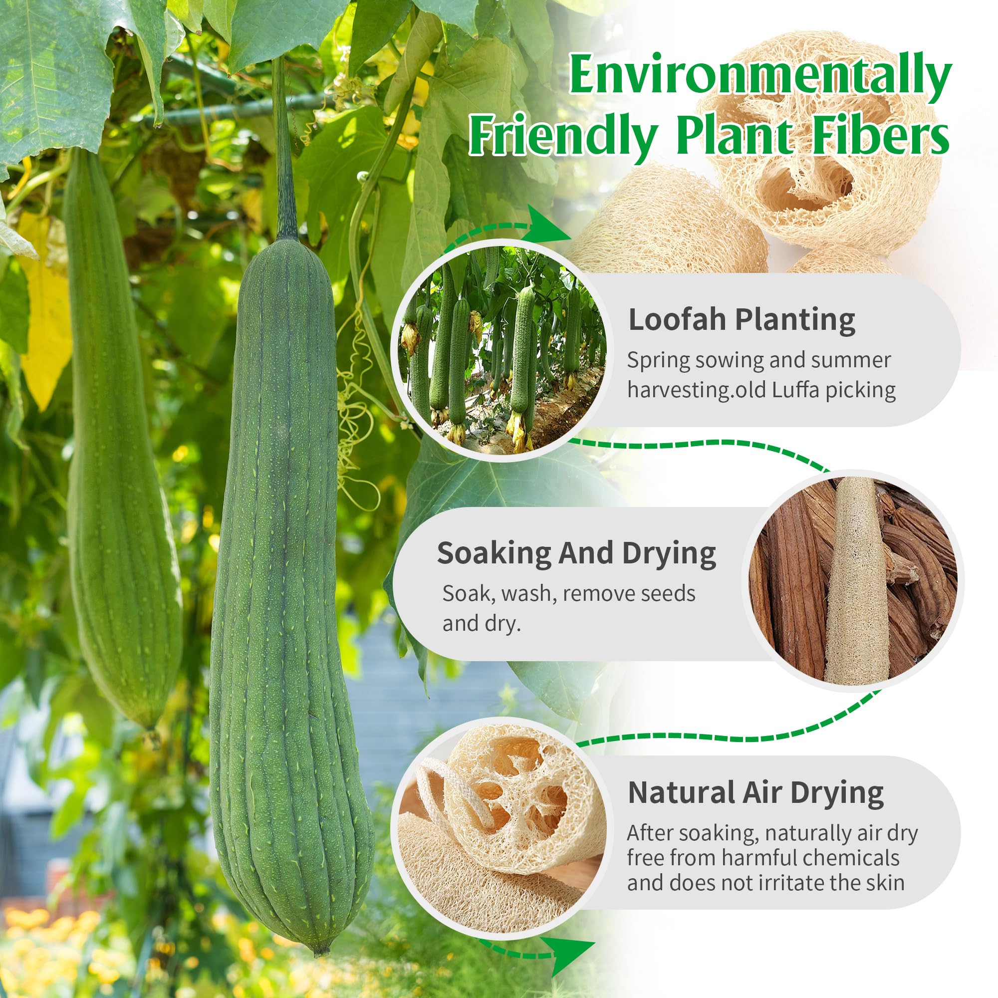 6 Pièces Loofah Naturel Entier, Éponge Loofah en Fibres Végétales Biodégradables pour Salle de Bain et Douche, Cuisine