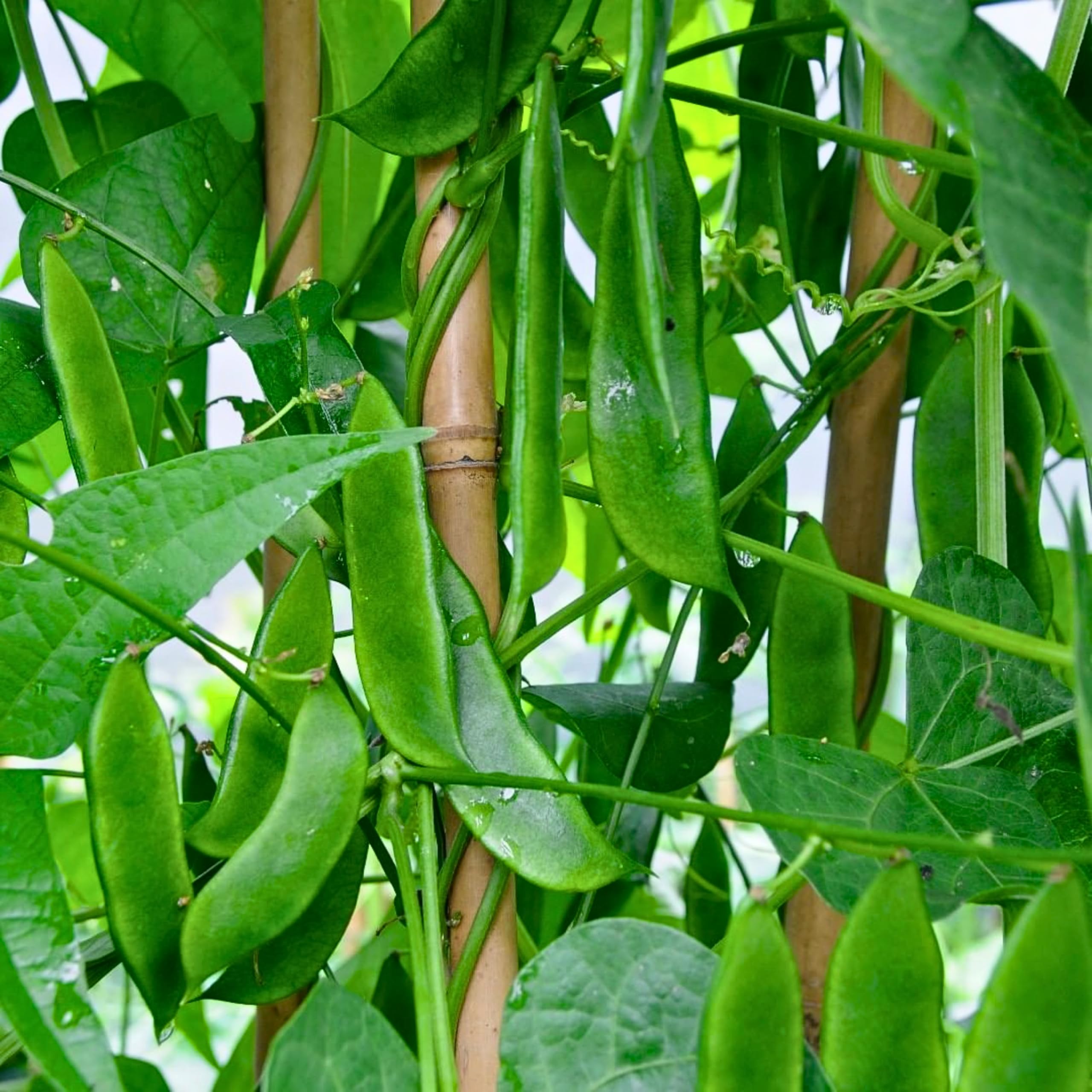 Fresh Sem Phali Seeds Hybrid | Flat Beans Seeds for Home Gardening & Kitchen Garden | High Germination, Non-GMO, All Season Growing Seeds for Terrace, Balcony & Outdoor Garden-image-28