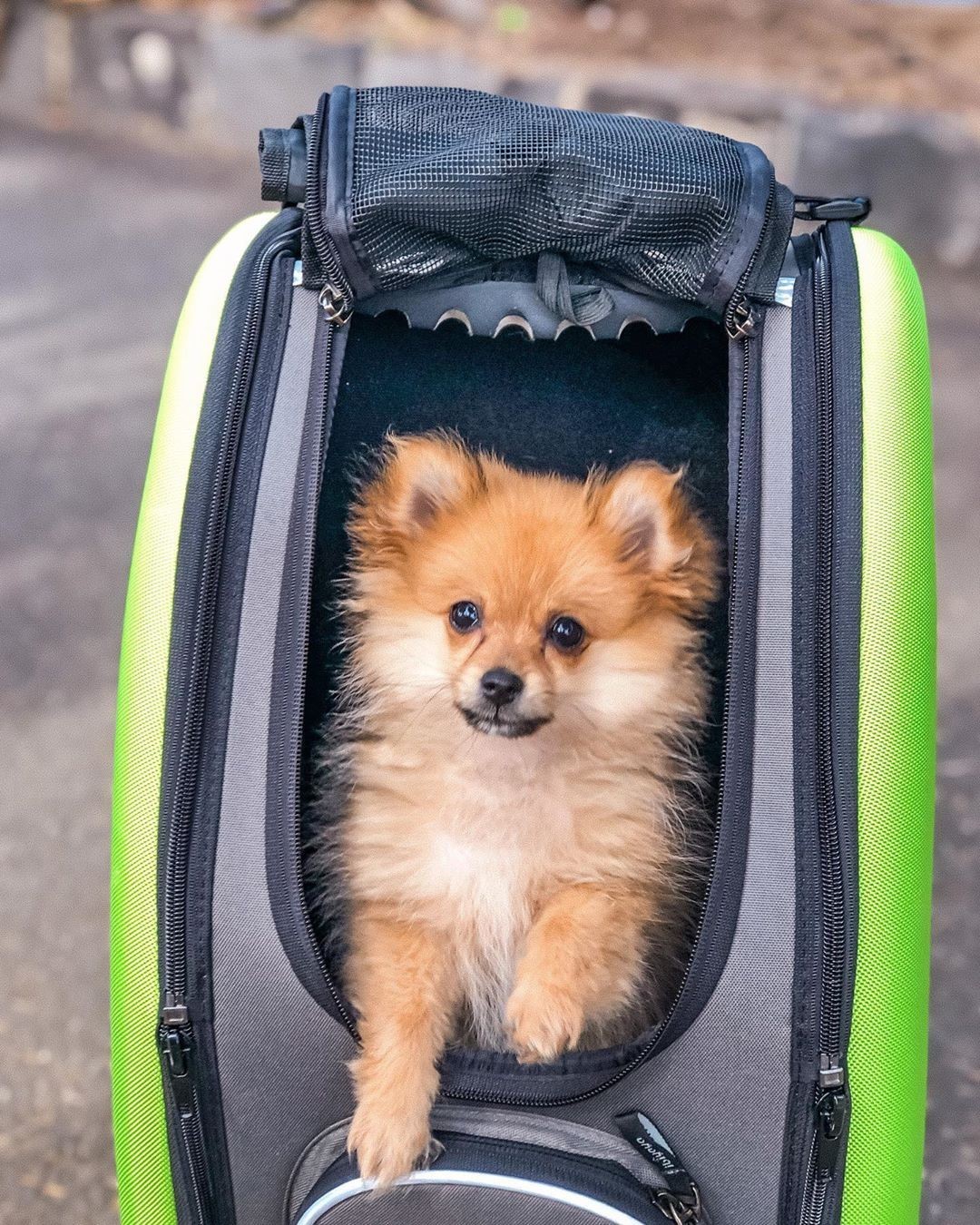 5in1 Pet Carrier with Backpack, Pet Carrier Stroller, Shoulder Strap
