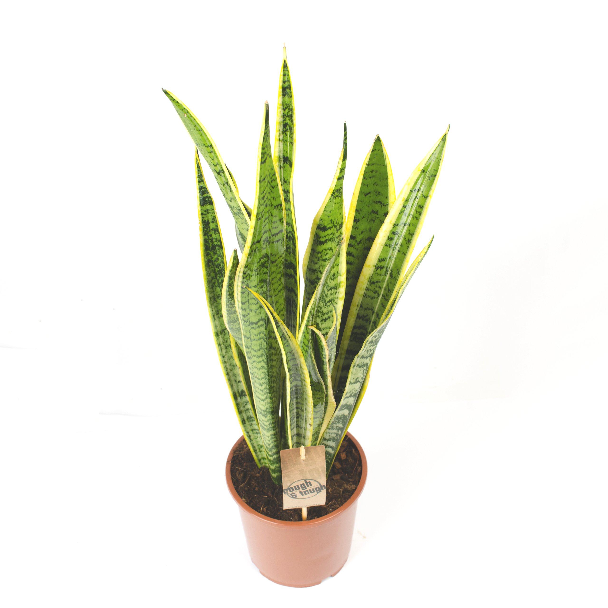 Inter Flower - 1 x Trifasciata von Sansevieria Laurentii 80 cm beliebte  Zimmerpflanzen, Luftreinigung, Hanf, Familienbogen, Spargelpflanzen  Asparagacea, Suculenta Planta, exotisch, : Amazon.de: Garten