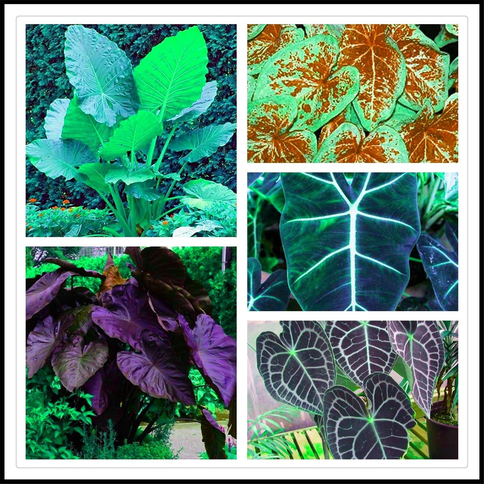 Easy to Plant/Wedding Flowers/Excellent Display, Elephant Ear Bulbs/Flowering Rhizome, Alocasia Bulbs/Good for Containers-3 Bulbs-E