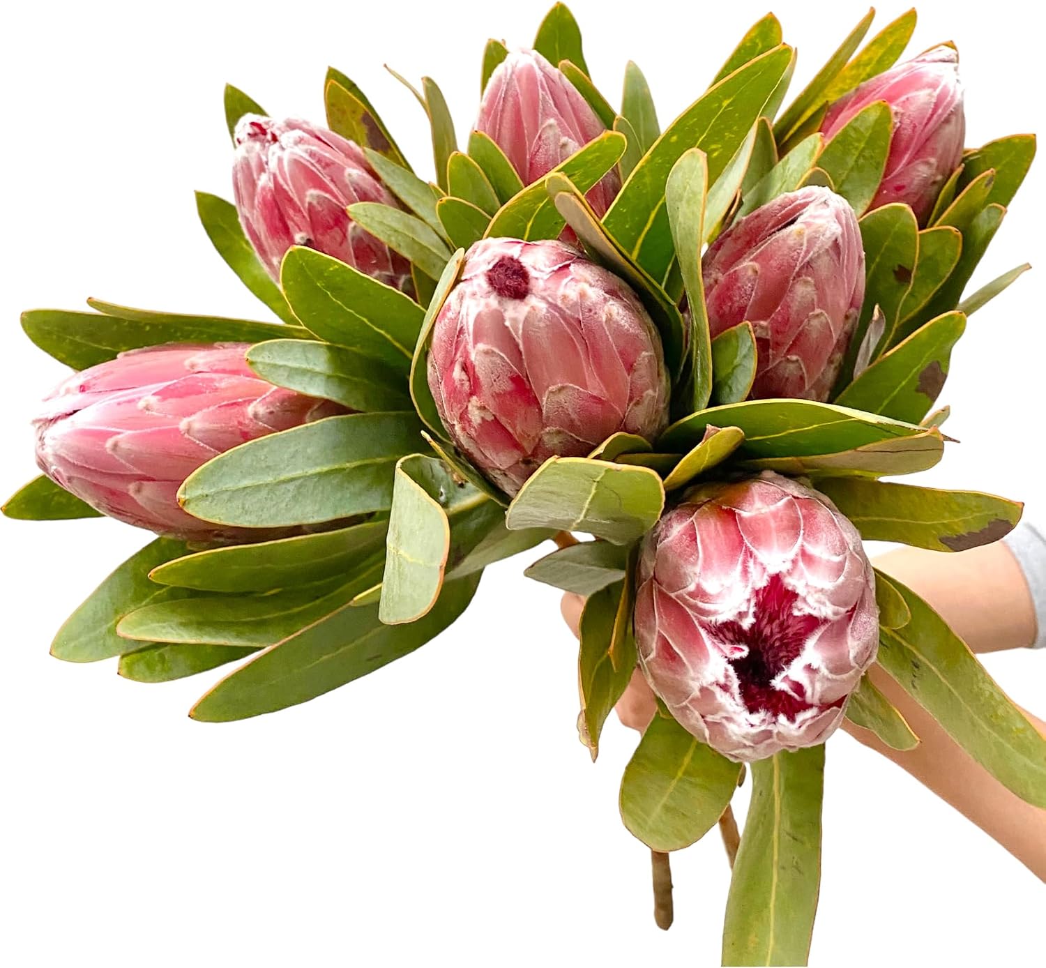 Next day delivery 5 stems Fresh Cut Princess Flower Hydroponic Flower Arrangement Gifts For Home Decoration Birthdays Friendship and Love
