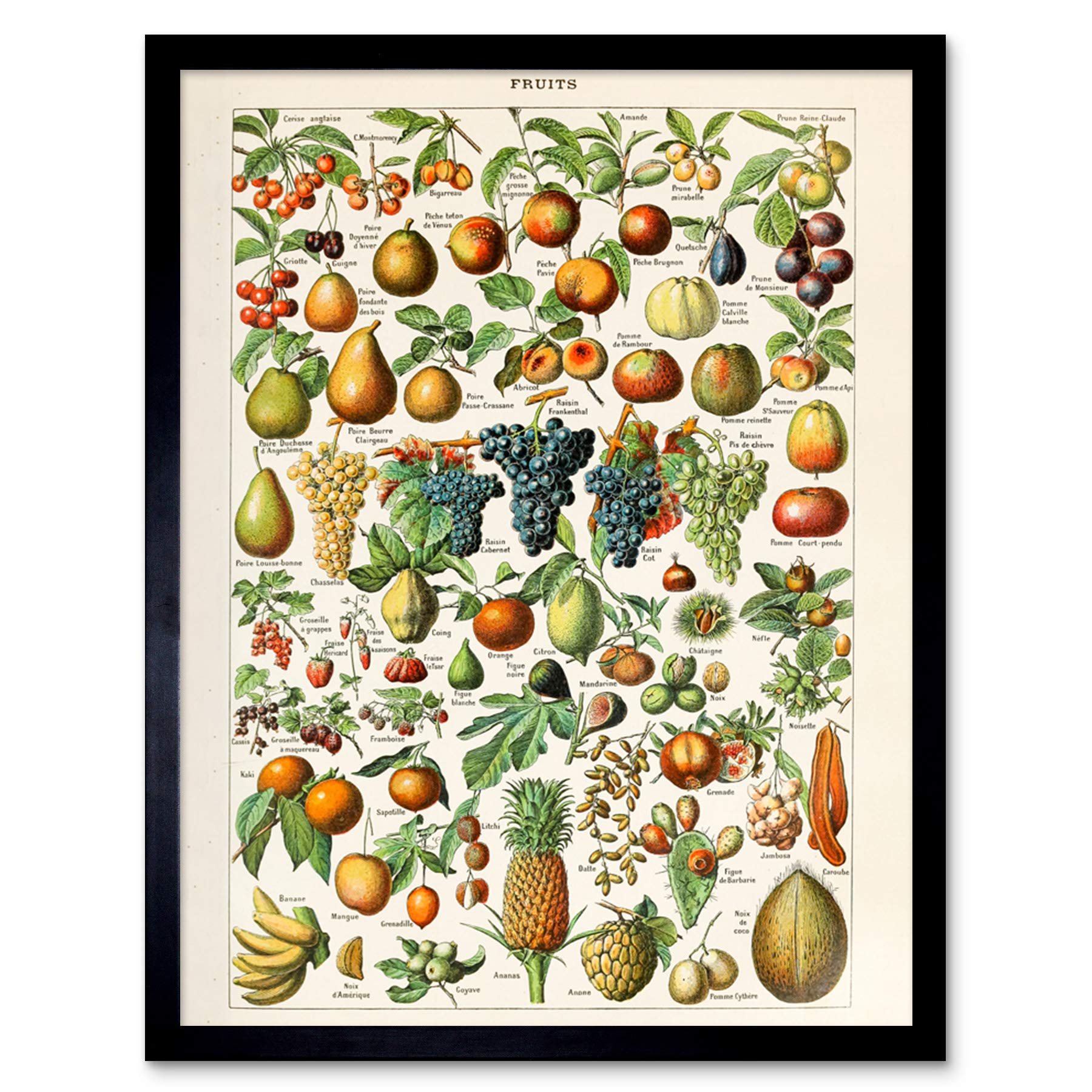 Artery8 Millot Encyclopedia Page Fruit Grape Pineapple Framed Art Print 12x16"
