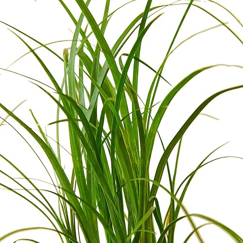 Miniatura 2 de House Plant Shop  Palmera 'cola de caballo' - Maceta de 4 pulgadas  Planta de interior viva  Fácil de cuidar  Planta de decoración natural  Grandes