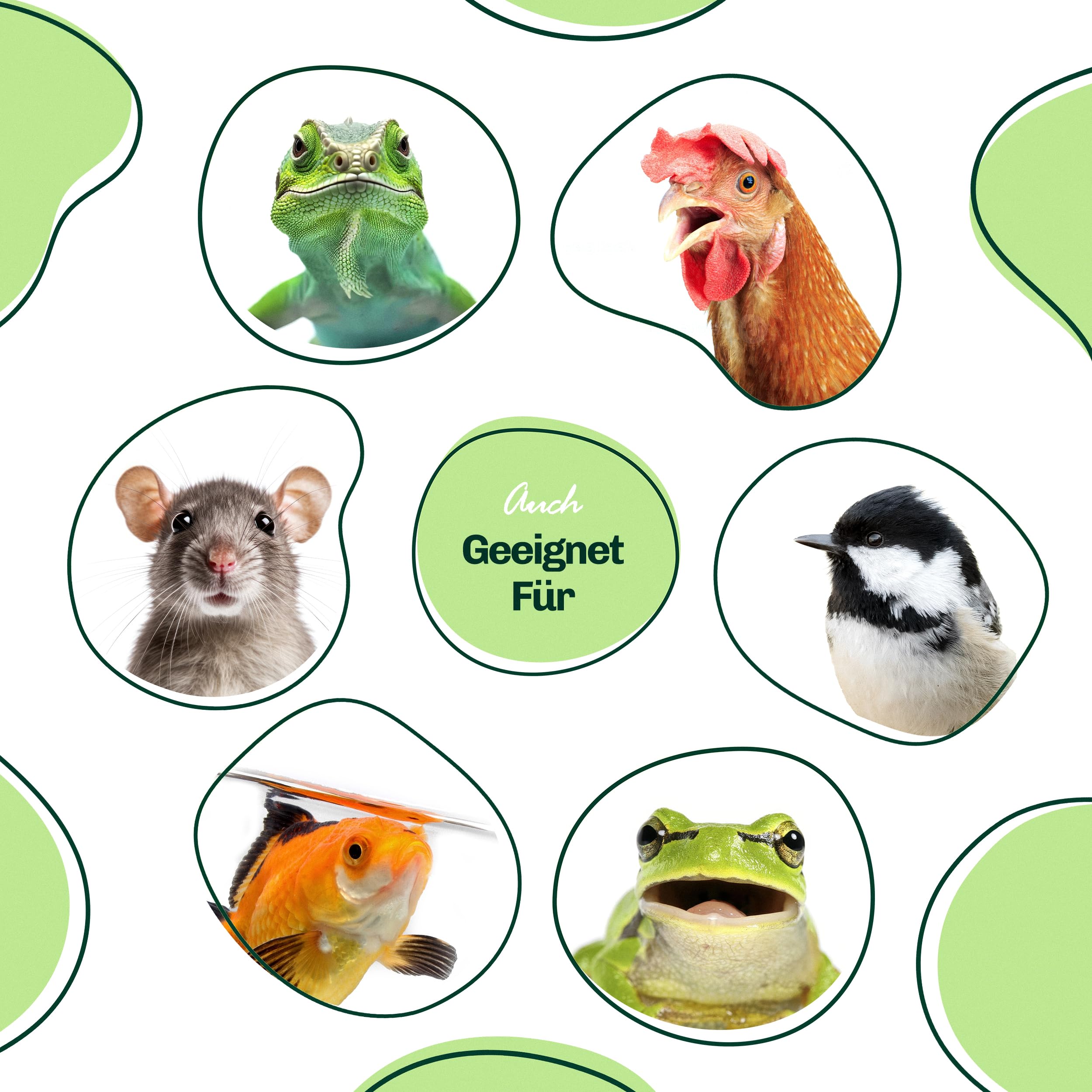 Gusanos de harina secos para reptiles, 9 kg, calidad premium, alimento nutritivo, perfecto para una variedad de anfibios, alimento para tortugas, alimento para peces estanque y acuario, bolsa