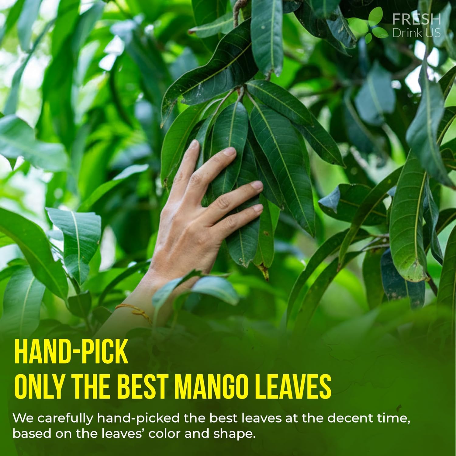 FreshDrinkUS, Premium 60+ Mango Whole Leaves Dried, 100% Natural & Pure from Dried Mango Leaves Tea, No Additives, No Caffeine, Vegan - Image 6