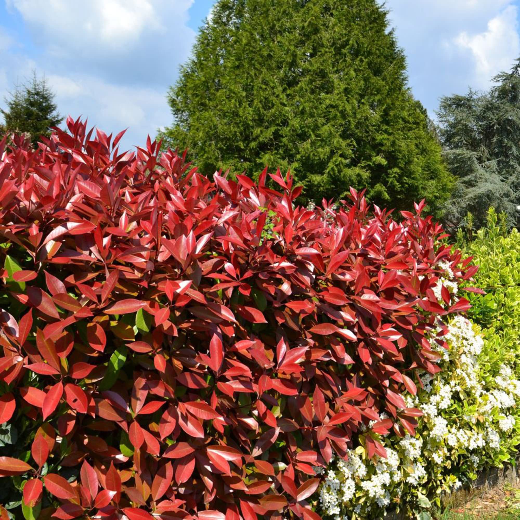 Amazon.com : QAUZUY GARDEN 100 Red Tip Photinia (Photinia Fraseri)  Christmas Berry Seeds Attractive Beautiful Perennial Shrub Bush Striking  Fence Hedge Accent Plant : Patio, Lawn & Garden