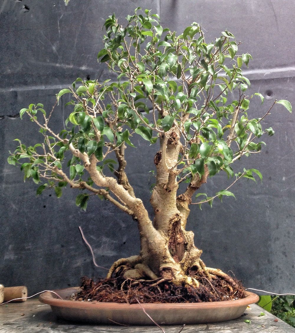 Amazon.com : Too Little Weeping Fig - Ficus benjamina - 4" Pot - House Plant /Bonsai : Patio, Lawn & Garden