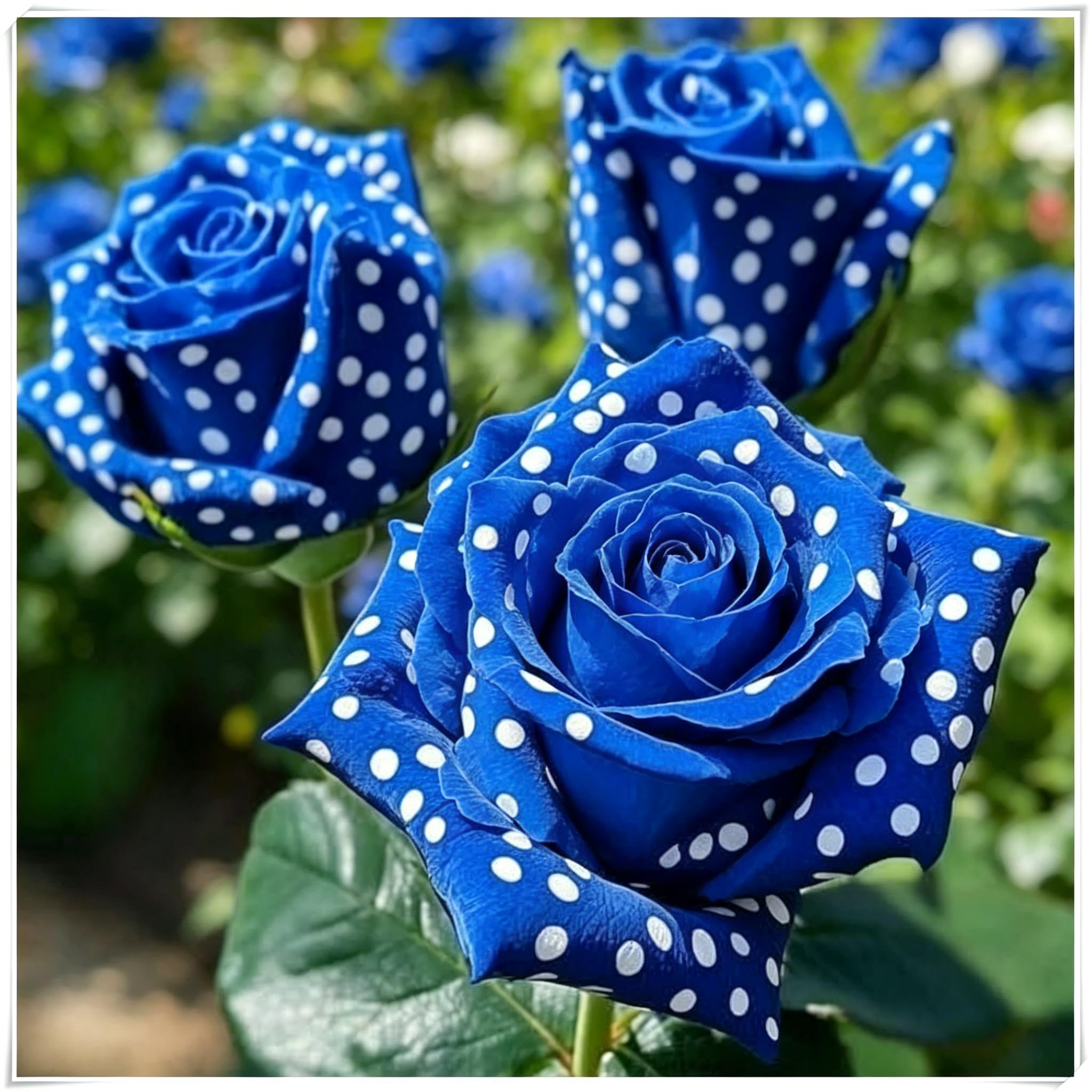 Hardy Drought Tolerant Rose Rhizome, Natural Organic Garden Plant Bulbs for Pot and Ground Planting Excellent Display-a-1 Bulb