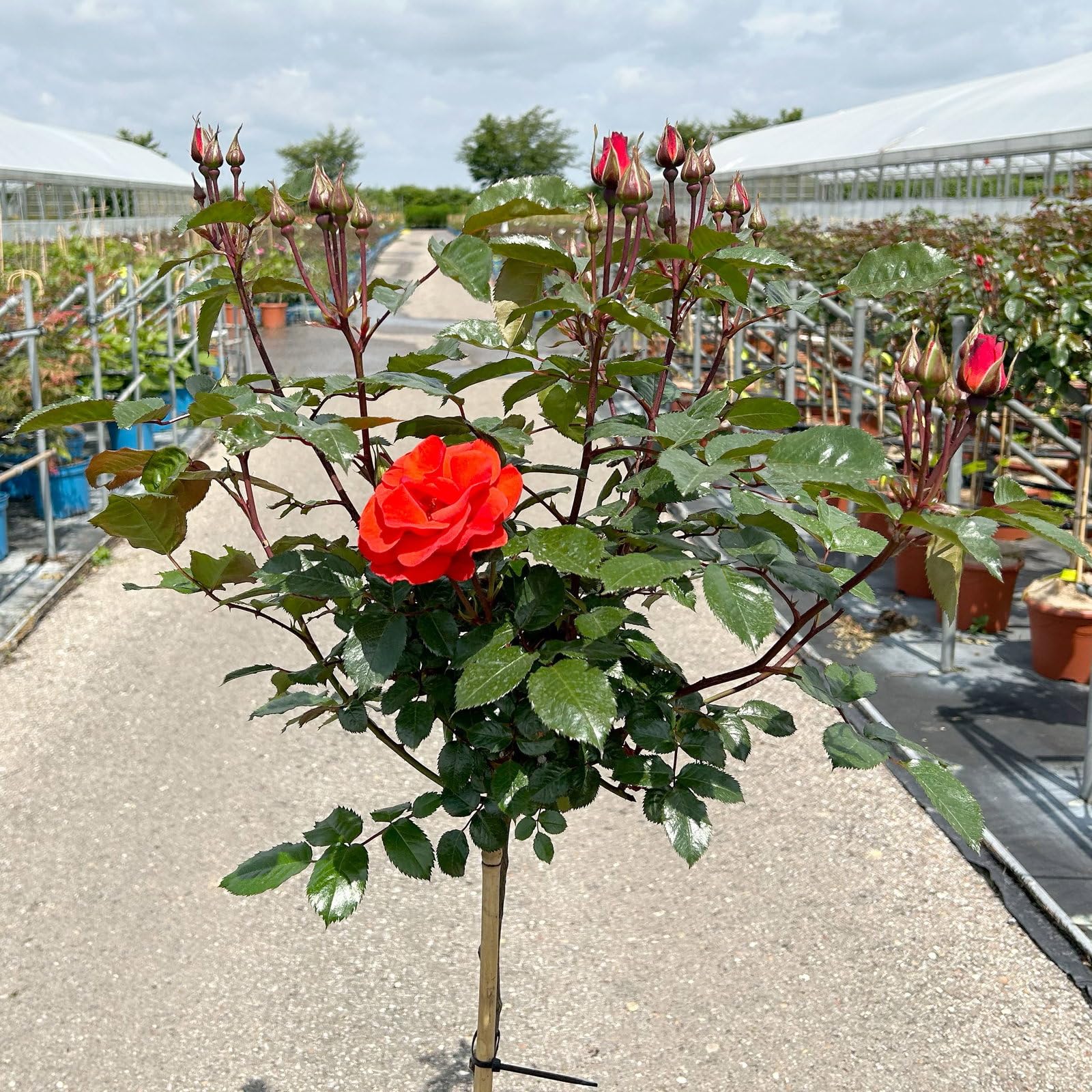 Stammrose 'Westpoint'®, Beetrose, Stammhöhe 60cm im 7,5 Liter Topf