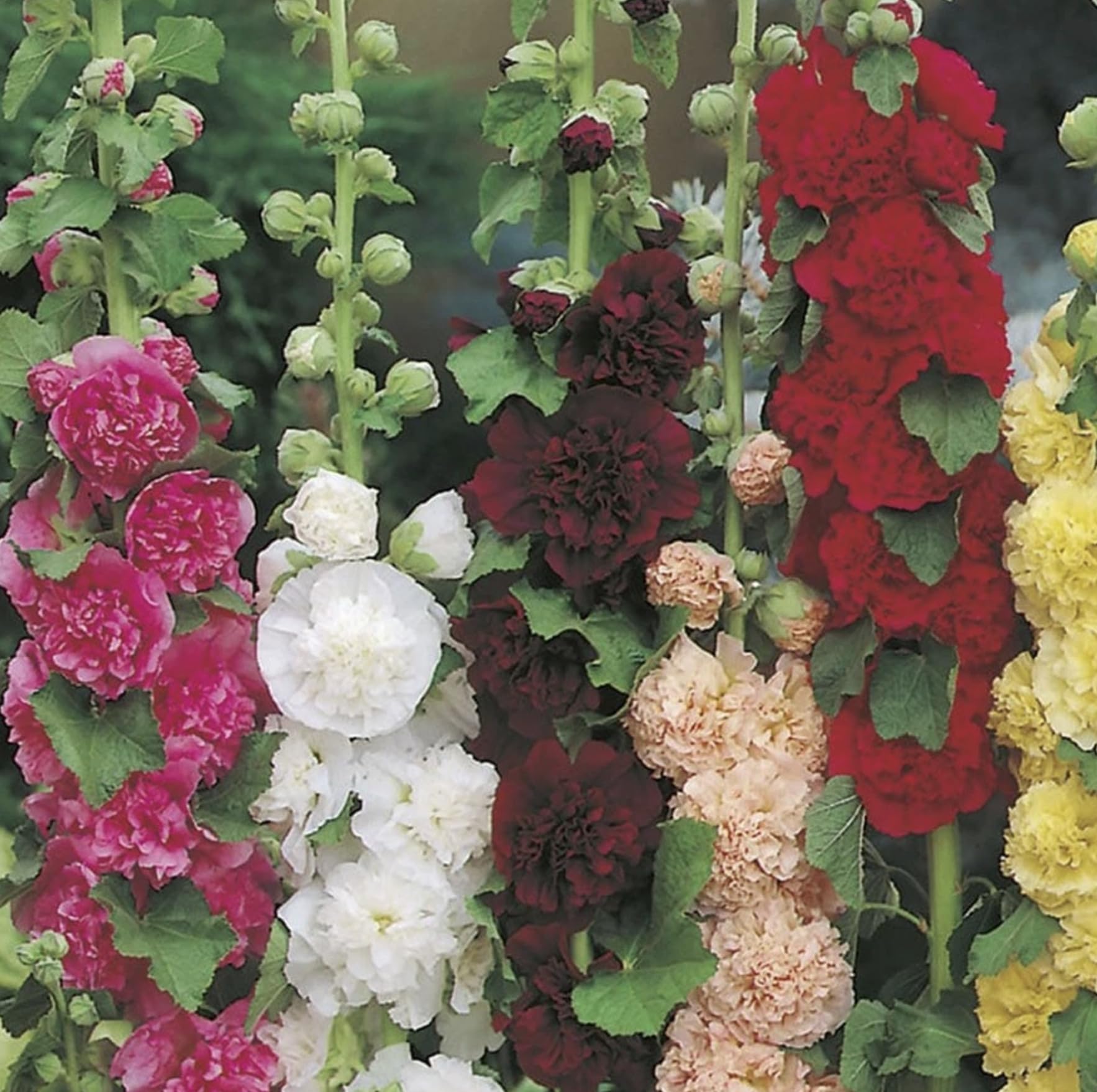 Hollyhock Double Perennial 6 Plug Plants