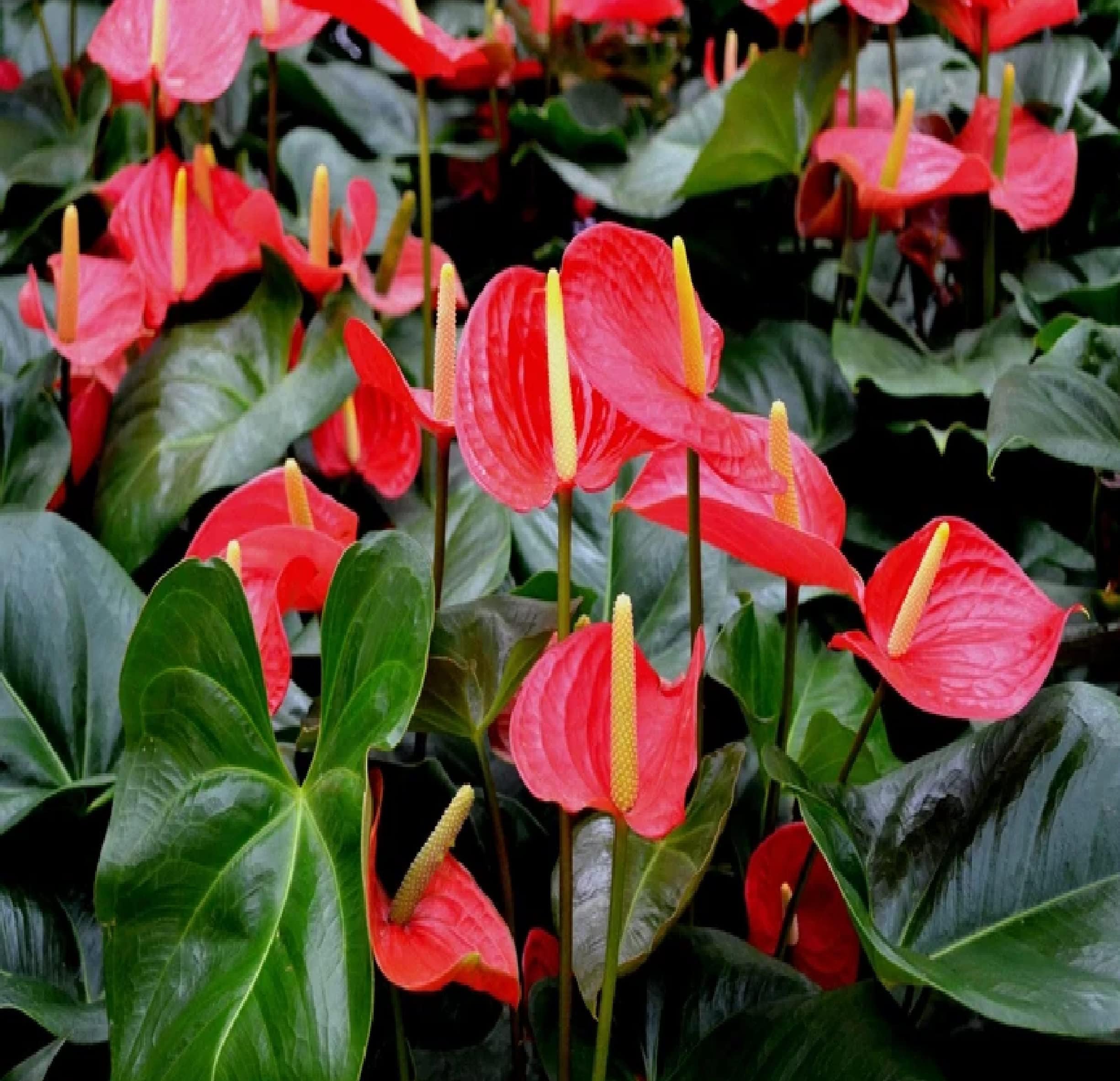 Hawaiian Red Anthurium Live Plant - Premium Big Island Heart-Shaped Blooms - 6-10" Tall Indoor Outdoor Tropical Houseplant in 2" Pot - Easy Care Flowering Plant