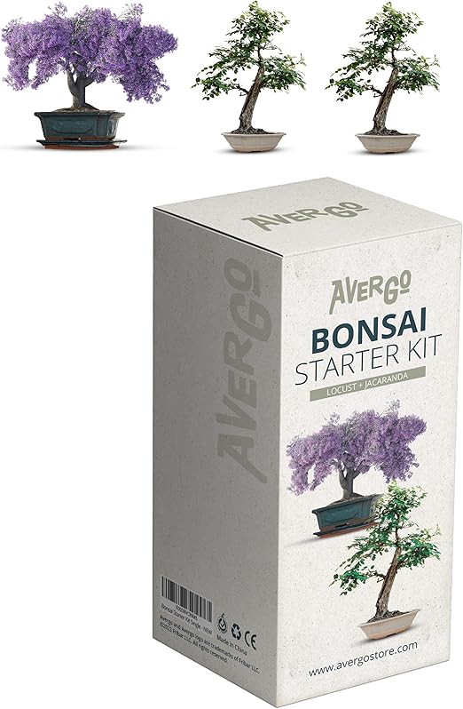 Bonsai Tree Seed Kit Japanese Bonsai Trees 1x Jacaranda