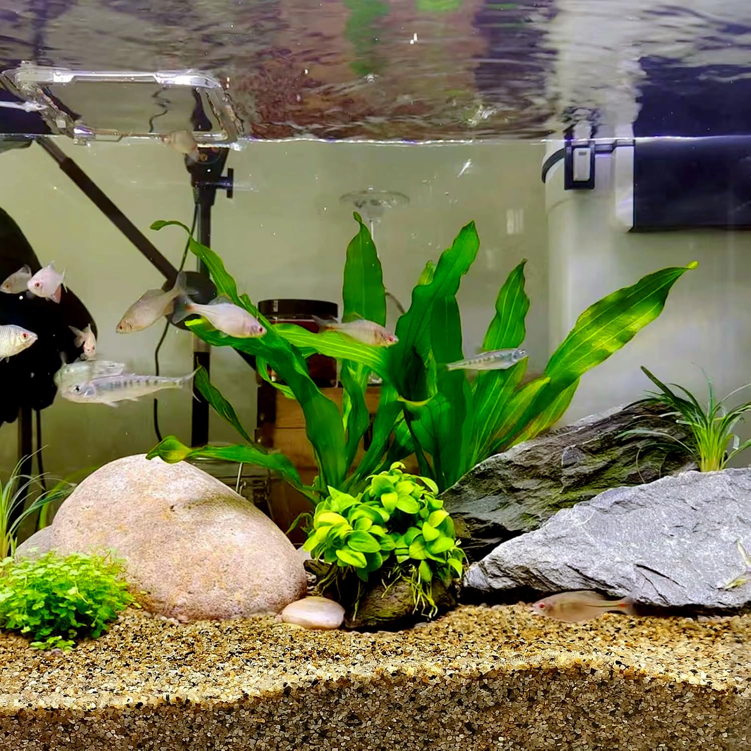 Venus Aqua Reef Sand Substrate for Aquariums – Ideal Fish Tank Gravel,  Stones, and Pebbles for Healthy Aquatic Environment (10 kg) : Amazon.in:  Pet ...