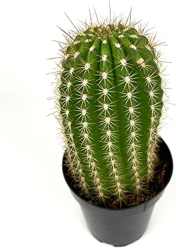 Torch Cactus Trichocereus Grandiflorus Live Potted Cactus