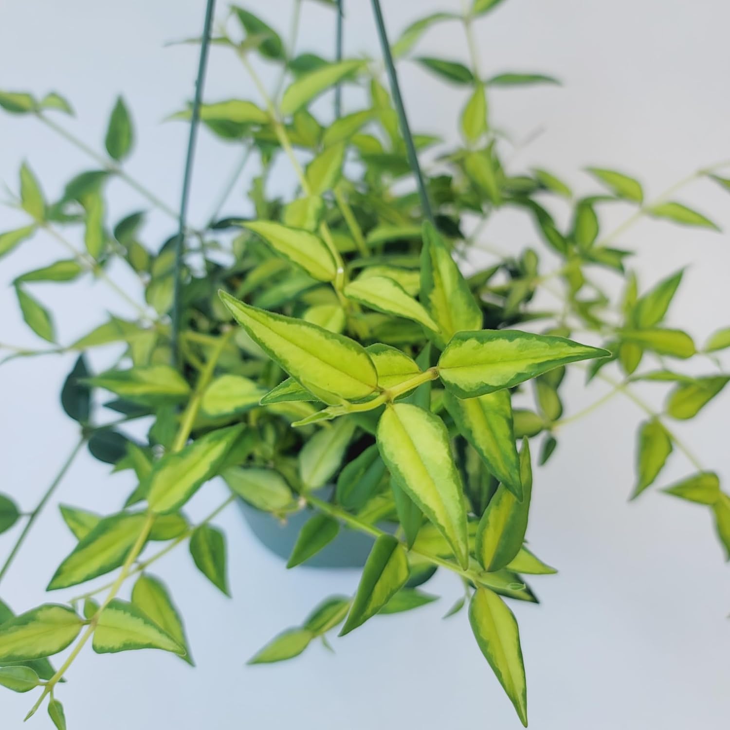 Hoya Bella ‘Louise Bois’ in 6" Hanging Pot – Rare & Collector’s Hybrid Hoya - Air Purifying Plant - Ships from CA (Multiple Larger Plants, 6 inch Hanging Pot)