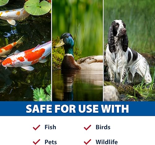 Miniatura 7 de The Pond Guy Muck Defense, removedor natural de muescas de estanque, limpia y limpia el lodo y los lodos, tabletas de bacterias y enzimas fáciles de