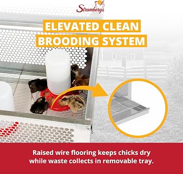 Stromberg's Stand Up Chick Brooder, Elevated Chicken Brooder Pen with Lamp Stand, Removable Tray, Wire Floor, Ventilated Steel Design, Raised Frame for Easy Cleaning and Chick Care