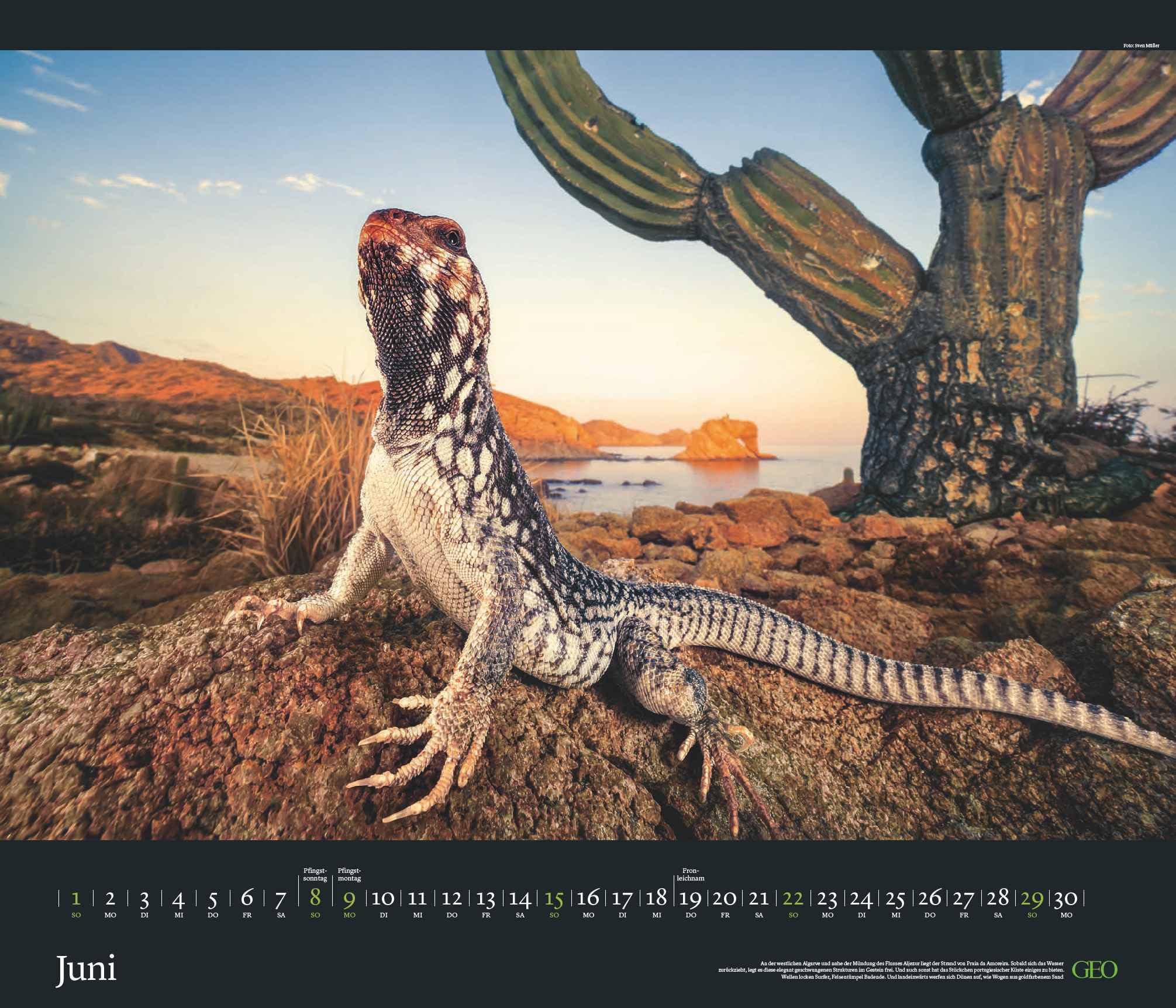 GEO Edition - Tierwelten Wandkalender 2025 - Beeindruckender Kalender für Tierfotografie, Großformat 70x60 cm, mit Einzigartigen Aufnahmen aus der Tierwelt