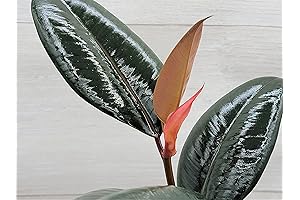 Variegated Rubber Plant, Burgundy 'Rubber Tree'