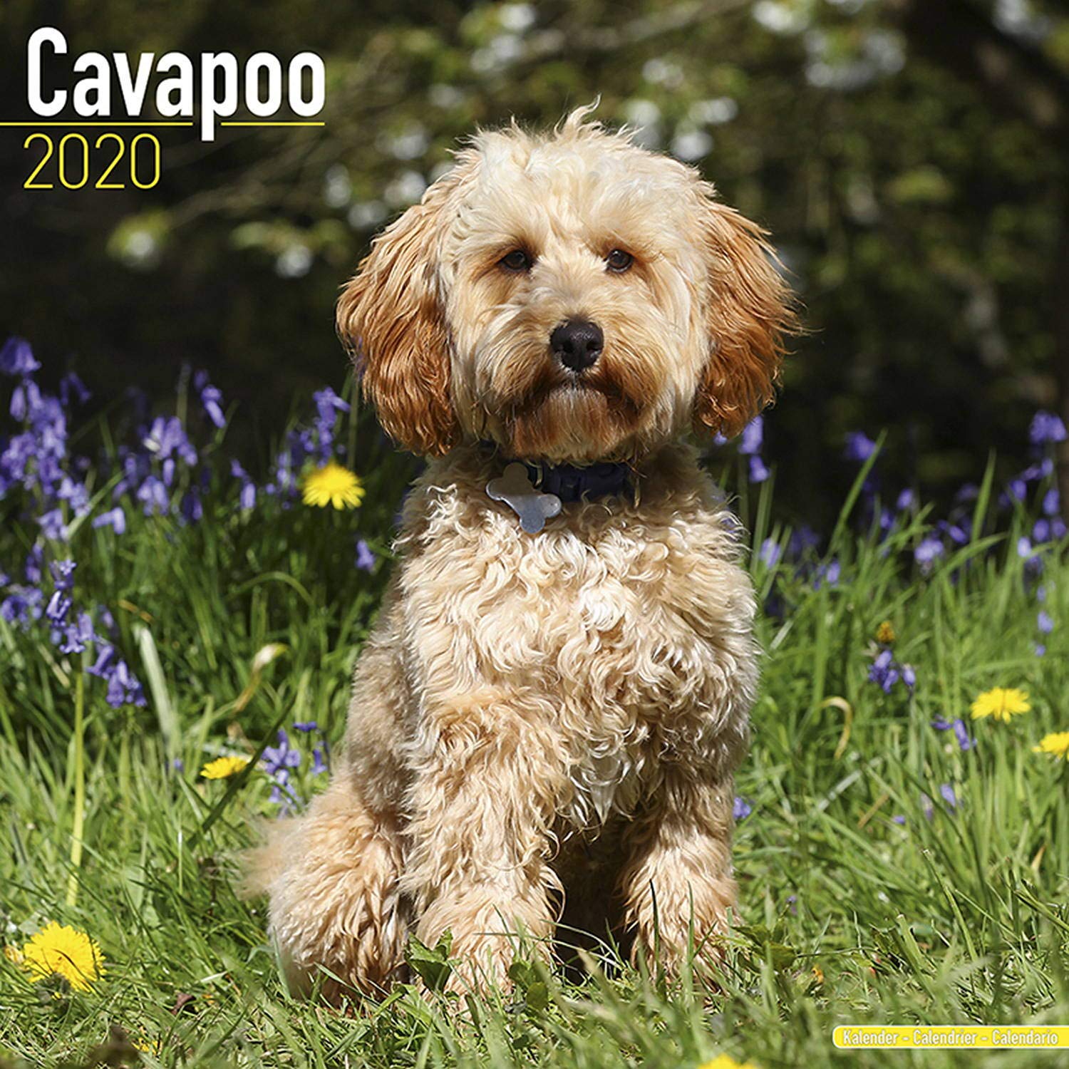 Cavapoo Calendar - Dog Breed Calendars - 2019 - 2020 Wall Calendars - 16 Month Wall Calendar by Avonside