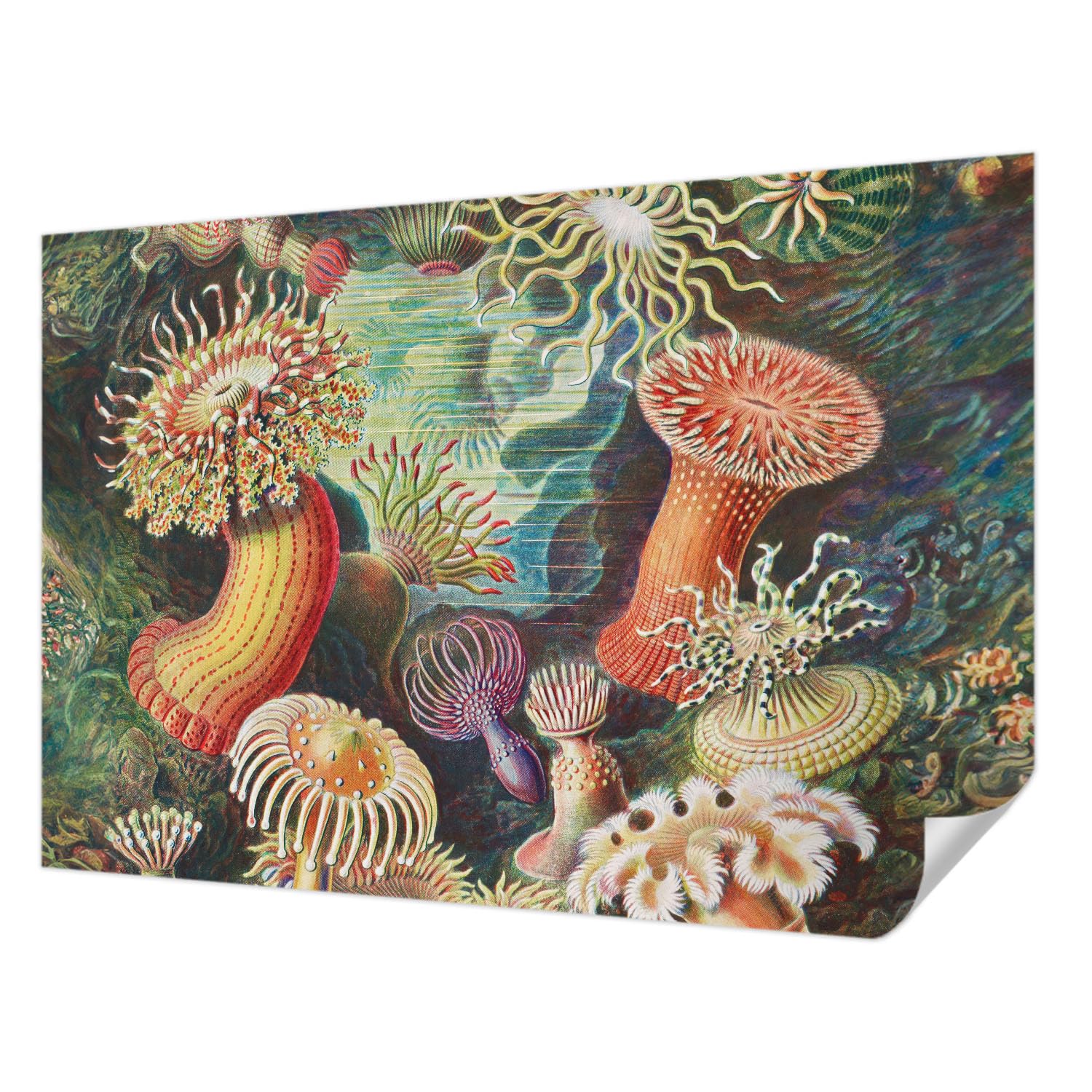 Papel pintado adhesivo 152x104 cm fotográfico de pared Tulup Anémonas de fantasía para salón