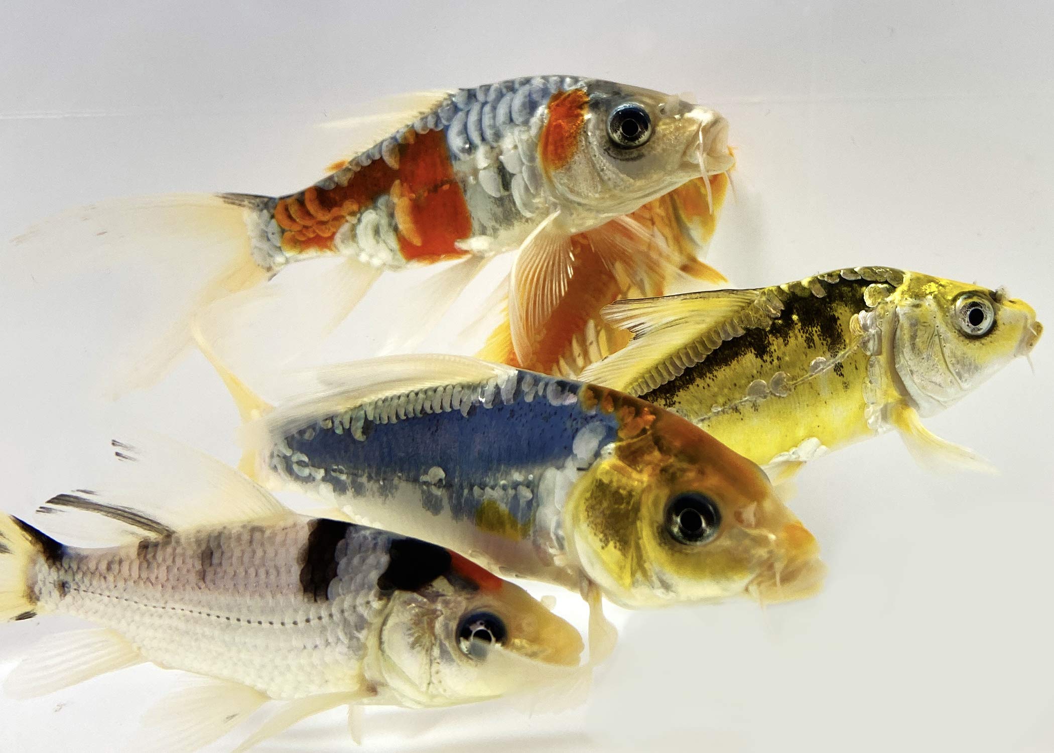 Goldfish Butterfly Koi Petsmart Koi Fish Toledo Goldfish Live