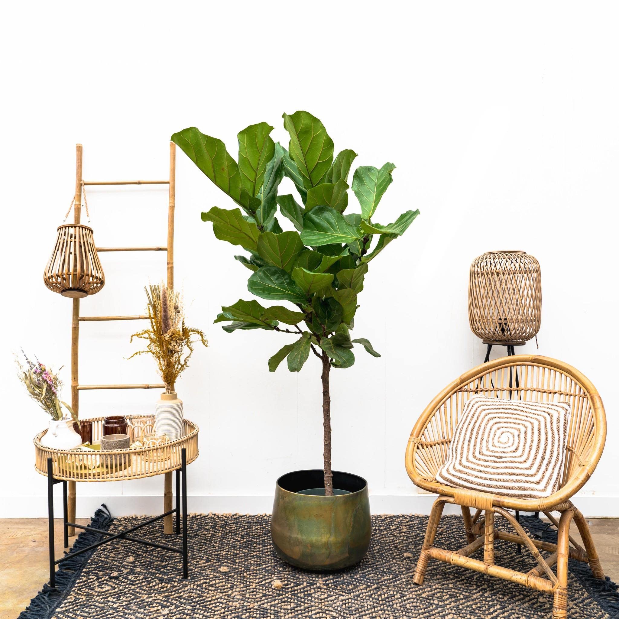 Geigenfeige (Ficus Lyrata) - Hhe: 150 cm - Zimmerpflanze von Botanicly :  Amazon.de: Garten