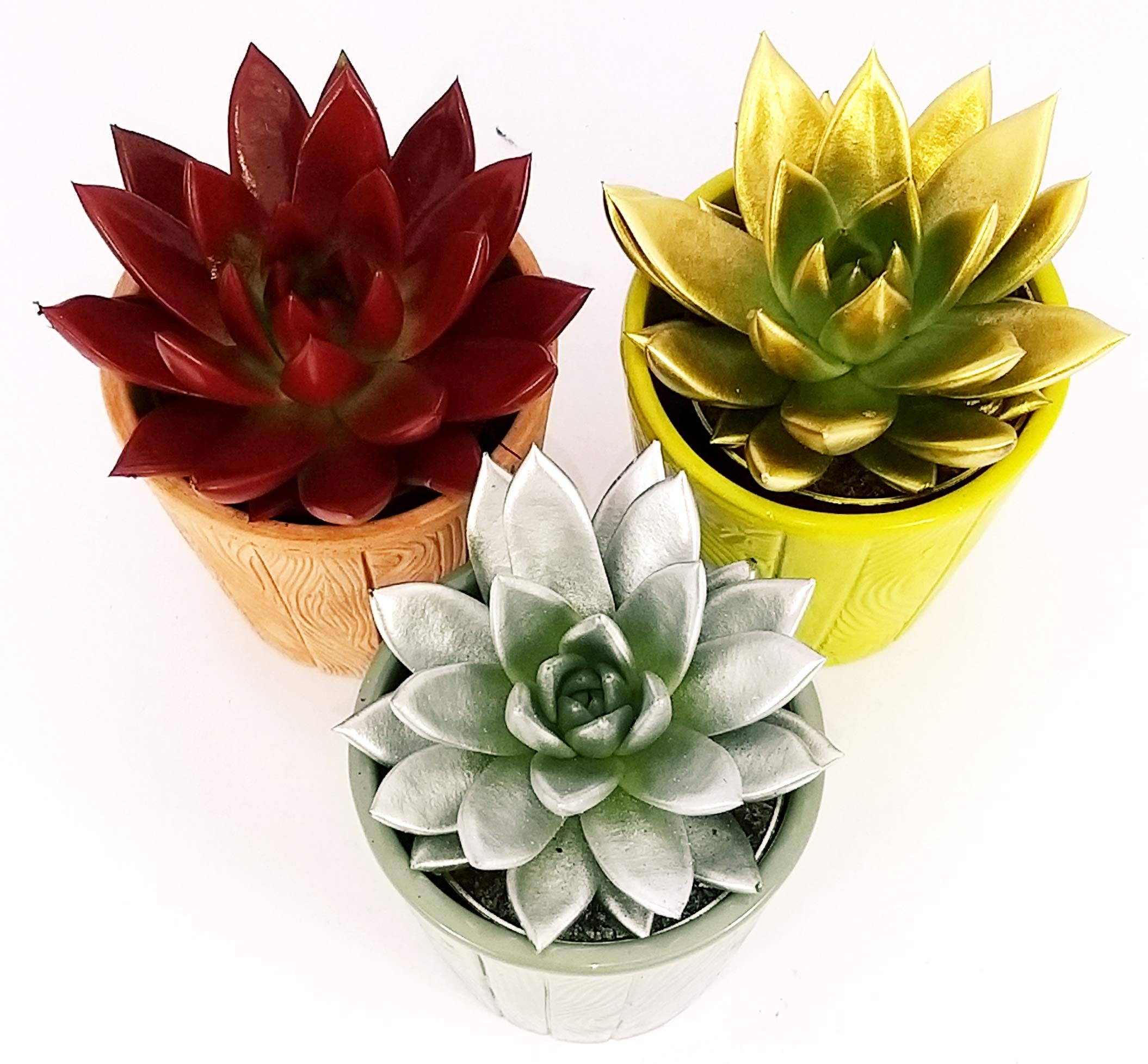 POWERS TO FLOWERS Echeveria Rossa Mini In Vaso Ceramica Con Fiocco - Pianta Vera Colorata - 6