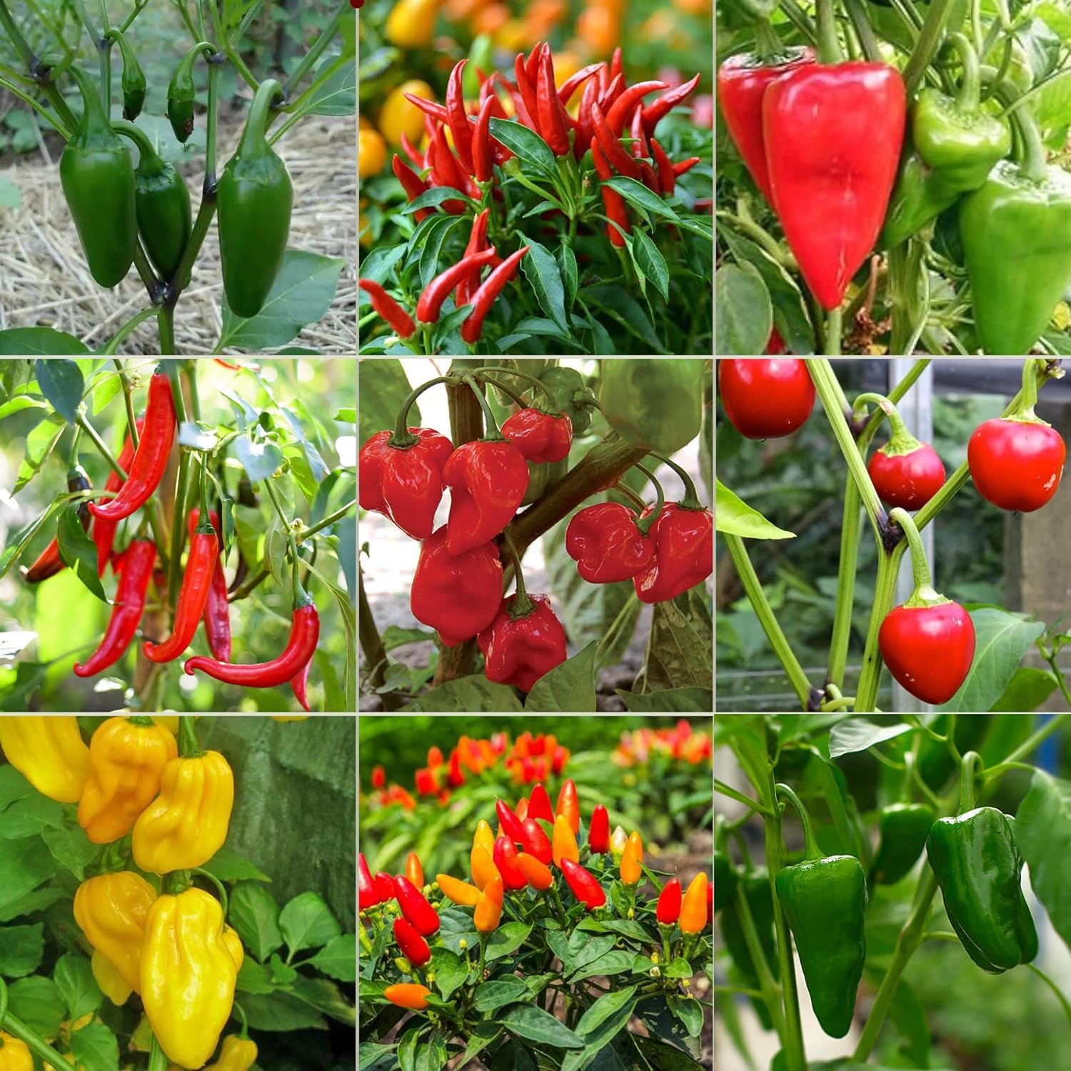 Spicy Chili Seed Multi-Pack - 9 Different Varieties Quality Chilli Heirloom Chillies Seed